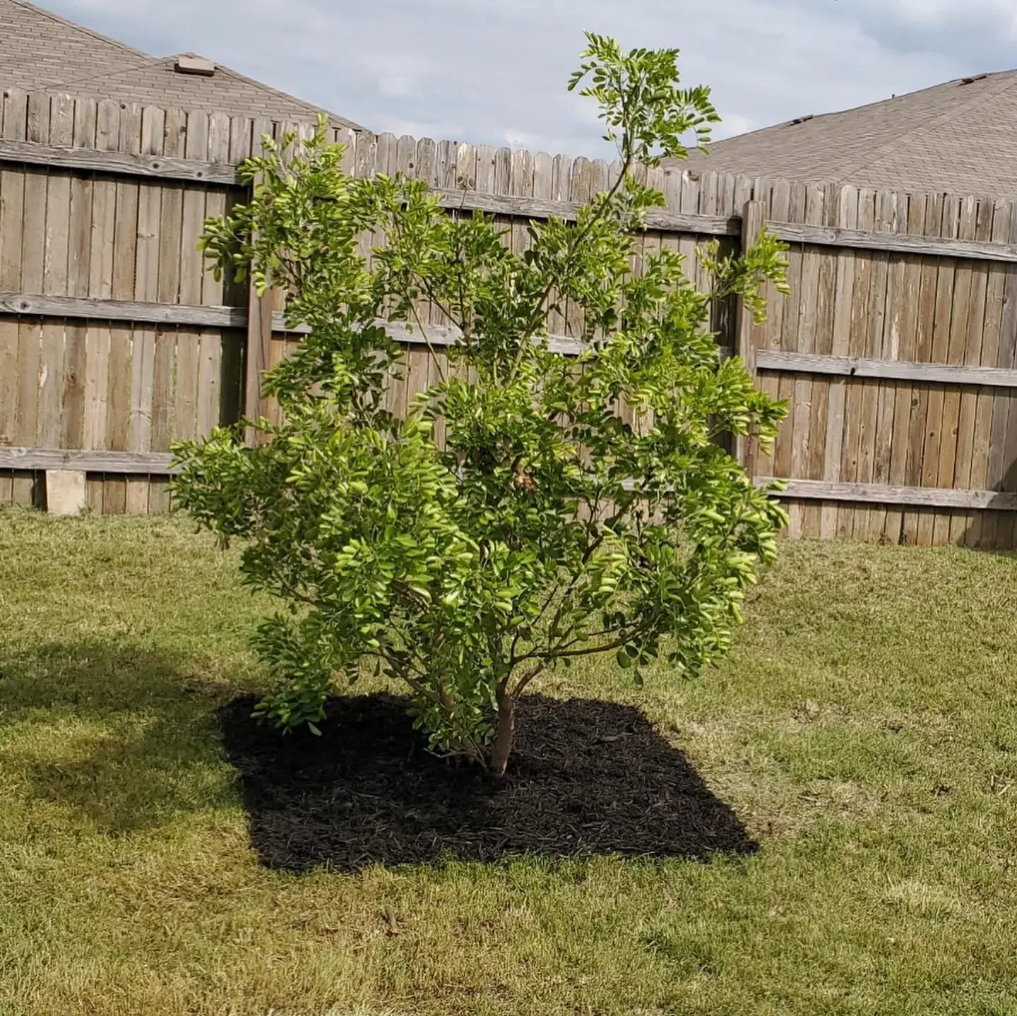 A young green shrub with numerous small, shiny leaves in a backyard, surrounded by a patch of dark mulch, with a wooden fence and rooftops in the background.