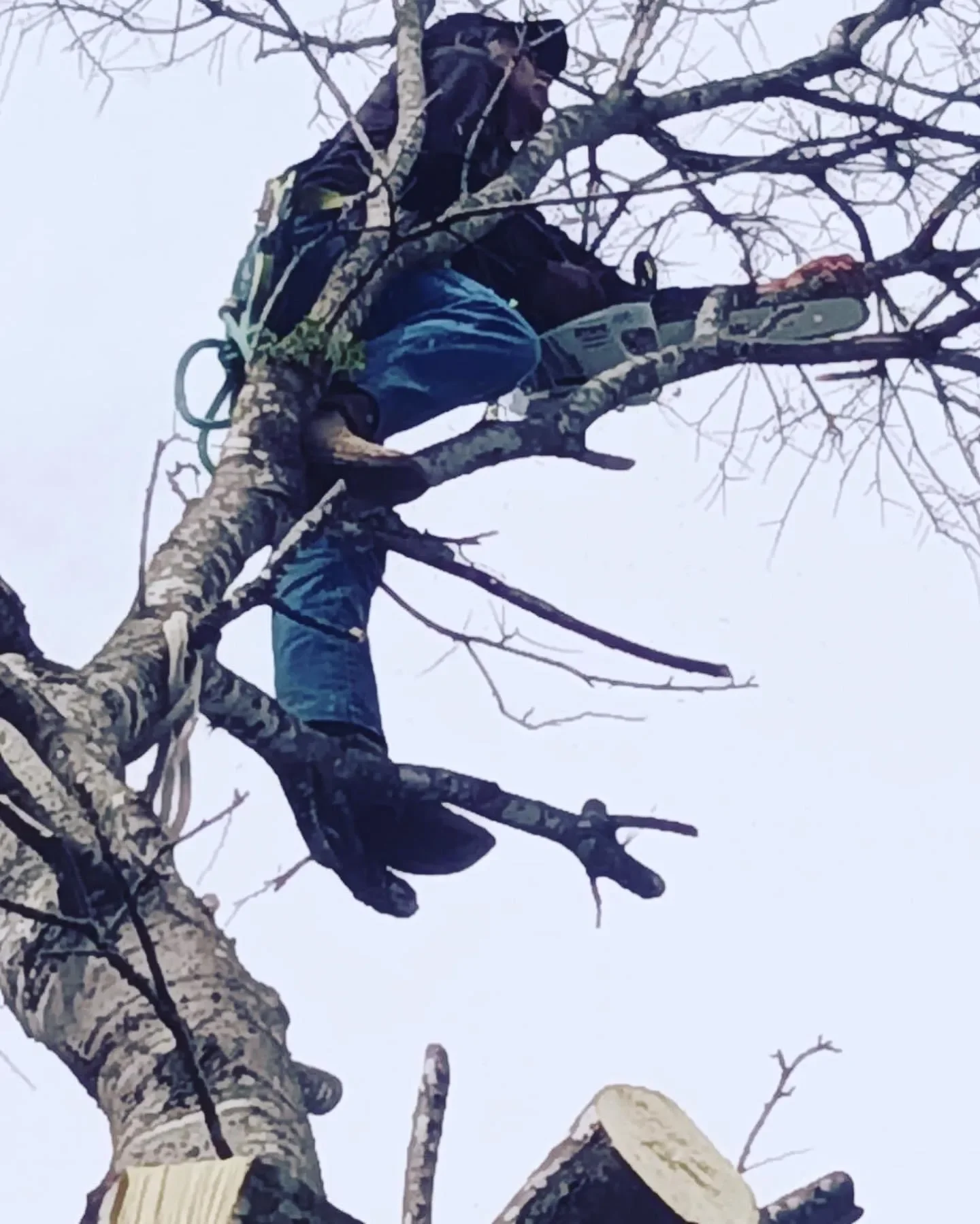 A person wearing a black jacket, blue jeans, and gloves is climbing a leafless tree with a chainsaw, removing a large branch.
