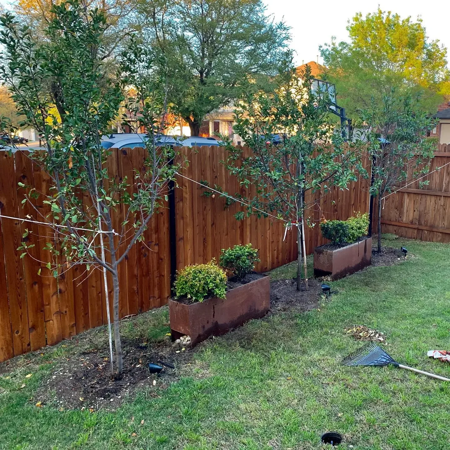 A backyard with a wooden privacy fence, three trees in rectangular planters, and some landscaping tools on the grass.