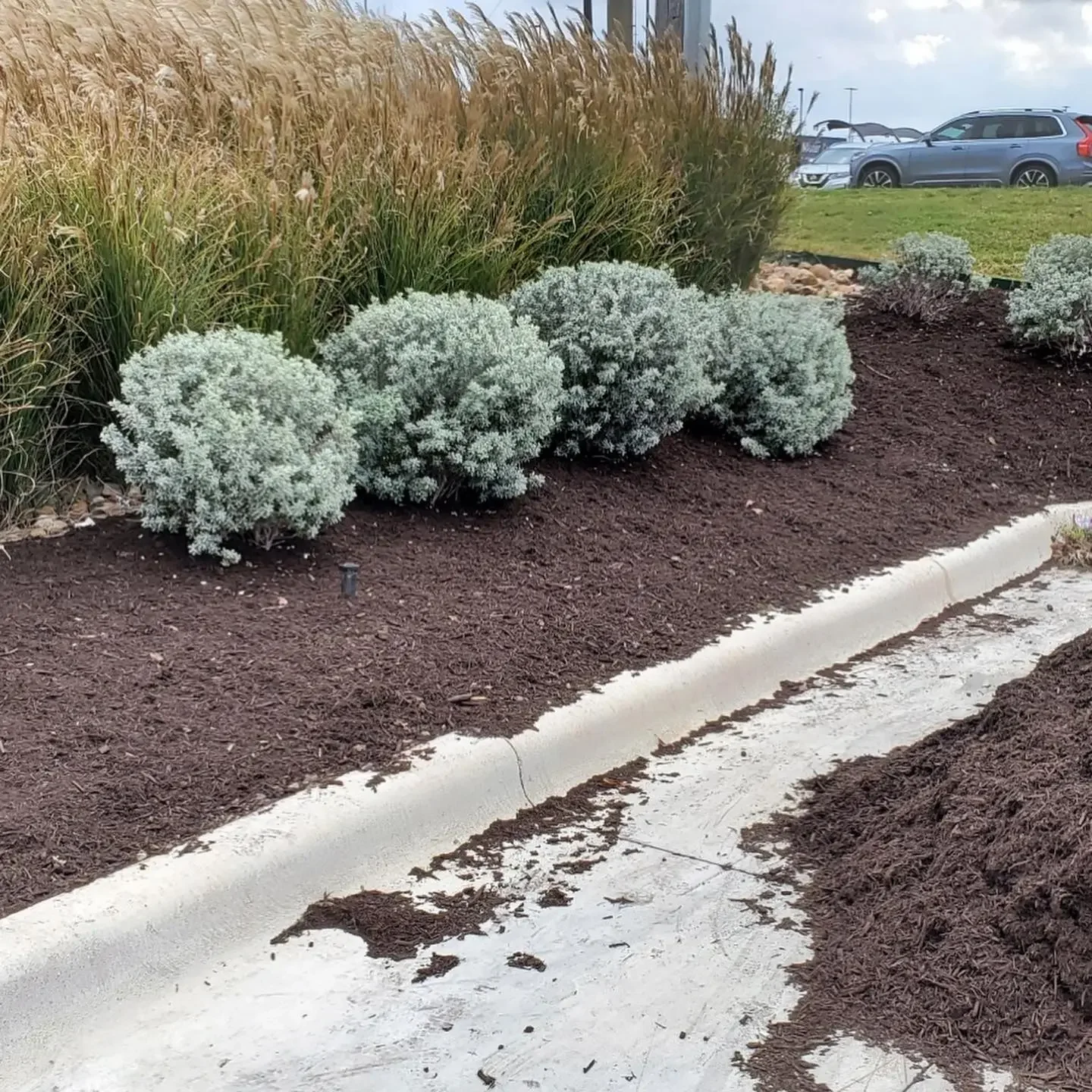 A landscaped garden bed with gray-green shrubs, dark mulch, and a concrete border, with parked cars and grass in the background.