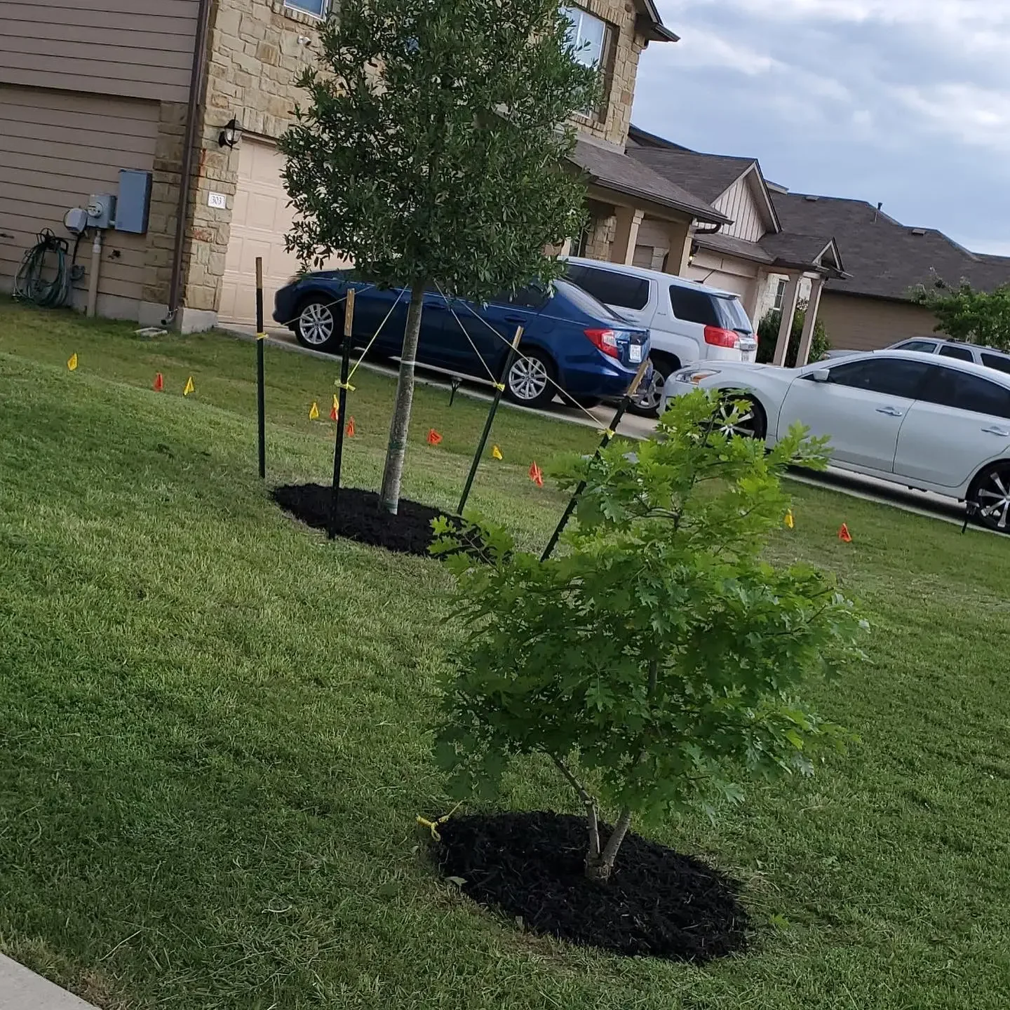 A new tree planted in a suburban front yard, surrounded by protective stakes and mulch, with a row of cars parked in the driveway and houses in the background.