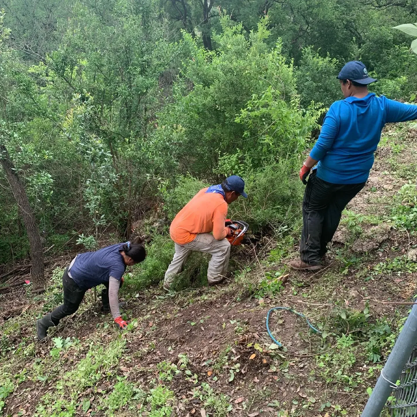 Three workers are clearing brush and vegetation on a hillside amid trees and shrubs.