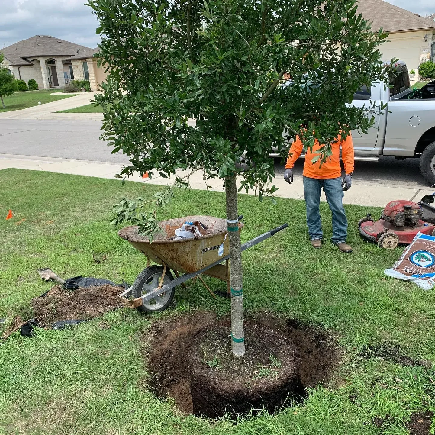 A person planting a tree in a suburban yard with a wheelbarrow, gardening tools, and a bag of soil nearby.