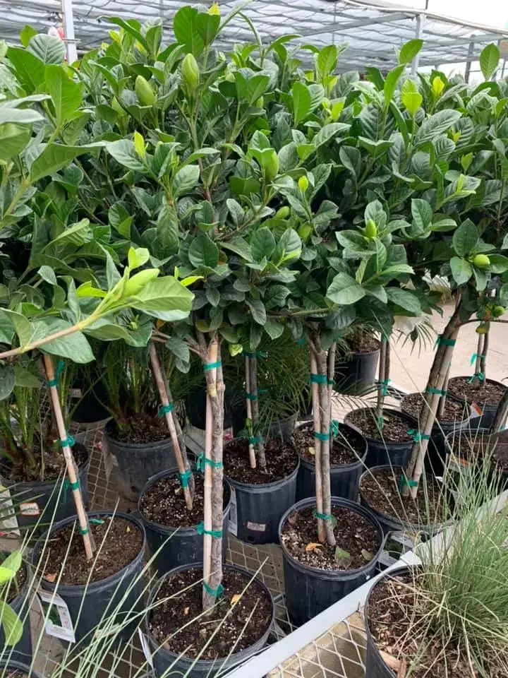 Multiple potted lemon trees with green leaves and new growth, supported by stakes, in a greenhouse or garden center.