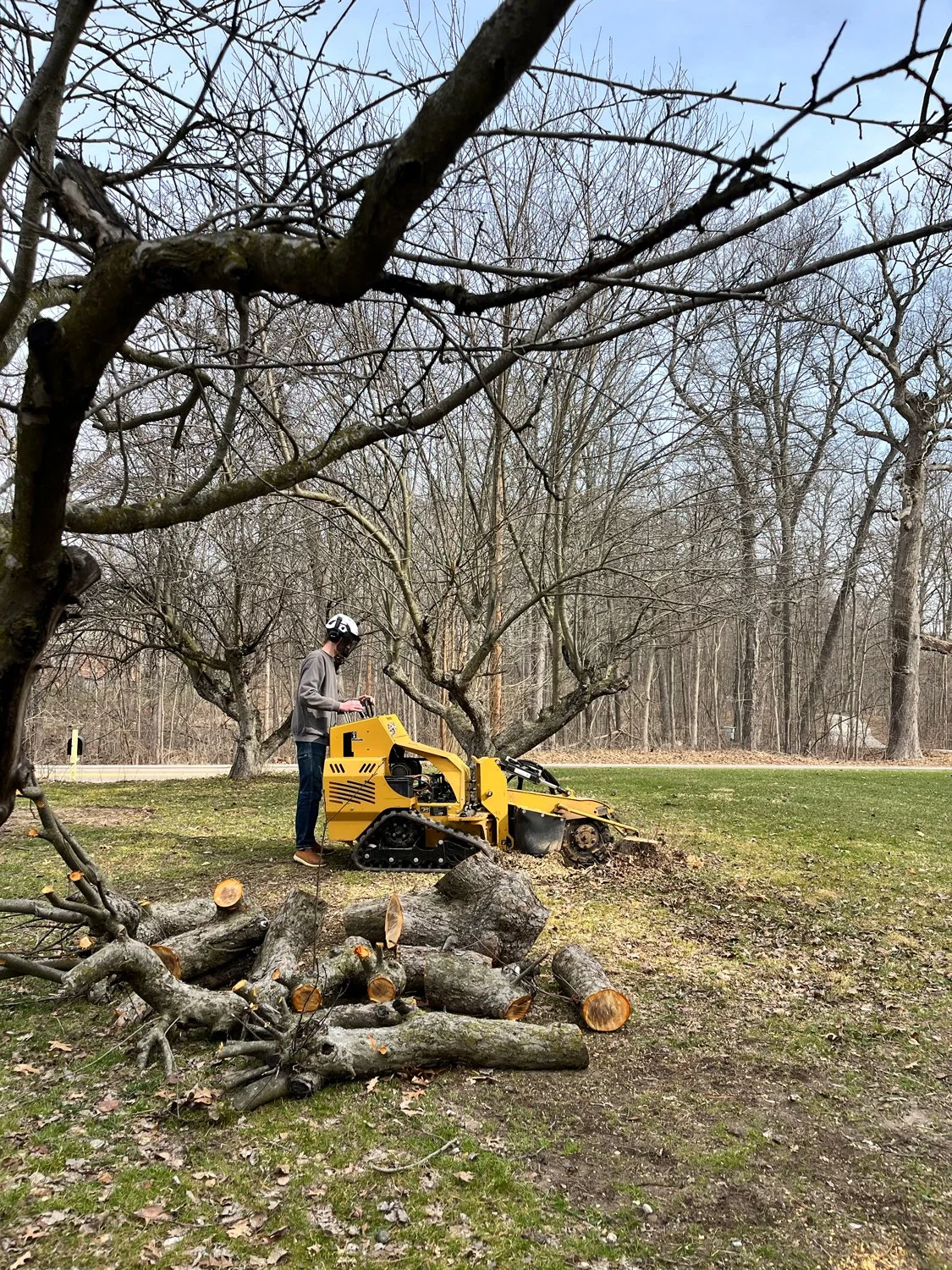 Person using a yellow stump grinder to remove tree stumps in a yard with trees.