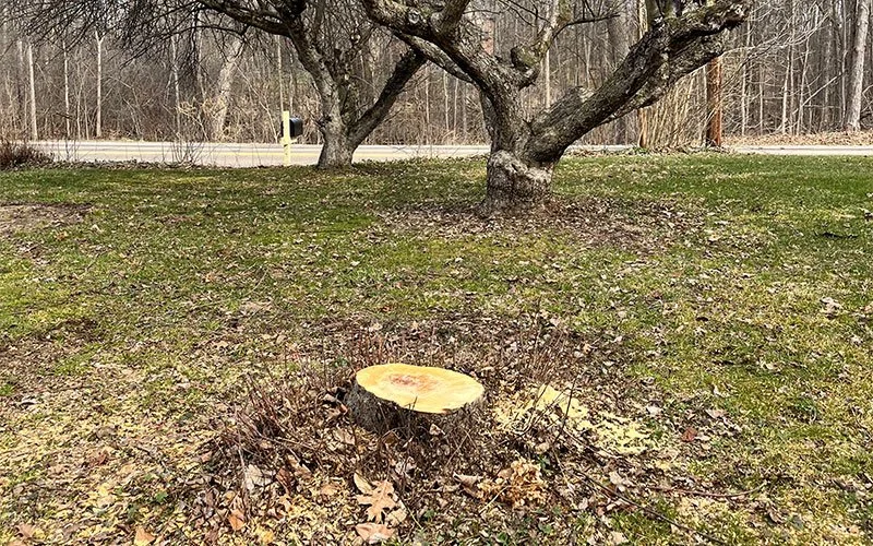 Tree stump with freshly cut surface in front of a large tree and a grassy yard.