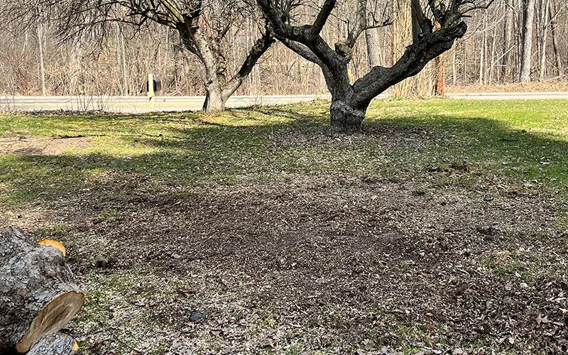 A near pile of wood chips from a freshly ground tree stump, near a road and a forested area in the background.