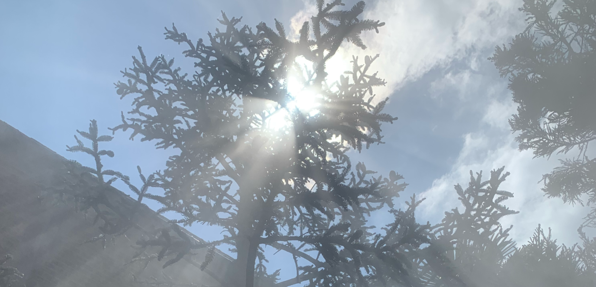 De zon schijnt door een naaldboom tegen een bewolkte blauwe lucht.