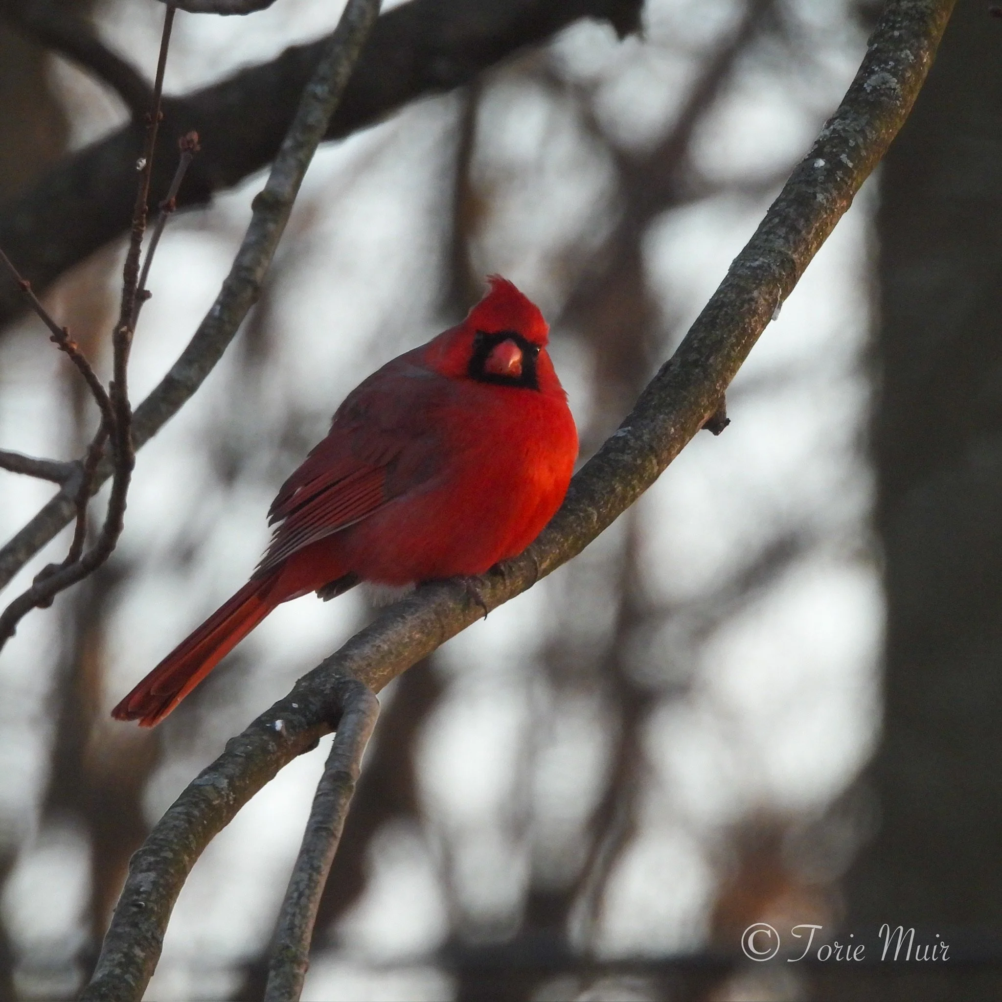 Northern Cardinal