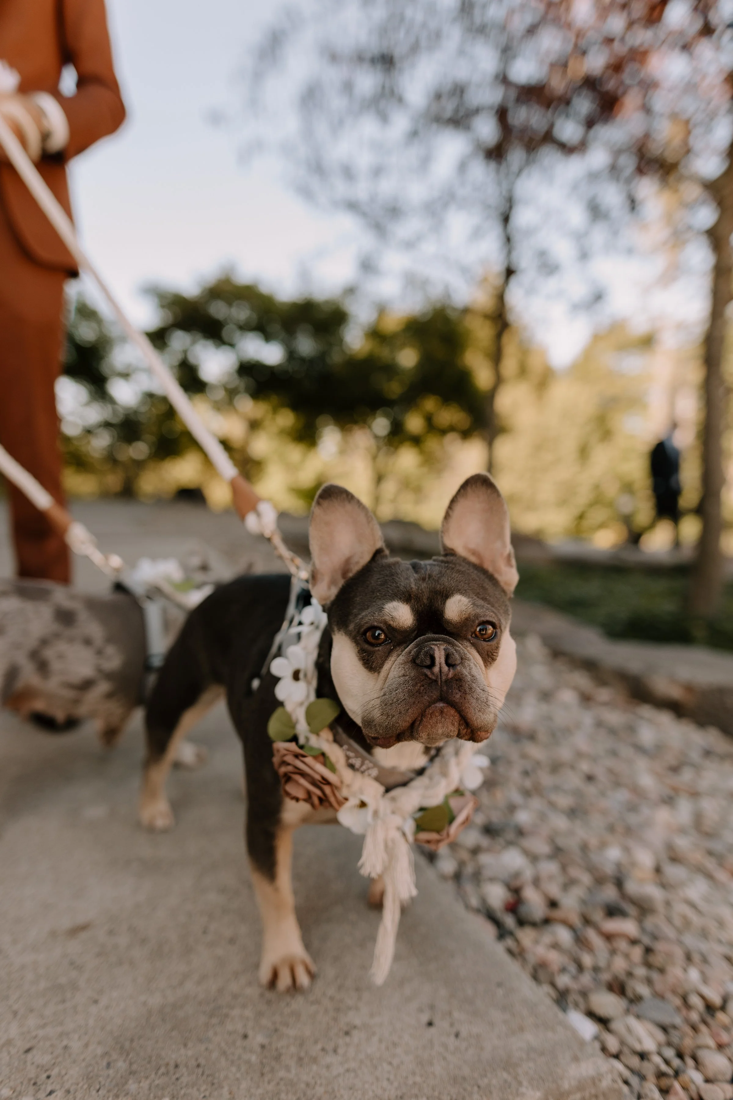 A close-up of a Boston Bulldog wearing a floral lei, standing on a sidewalk with trees and a person in the background.