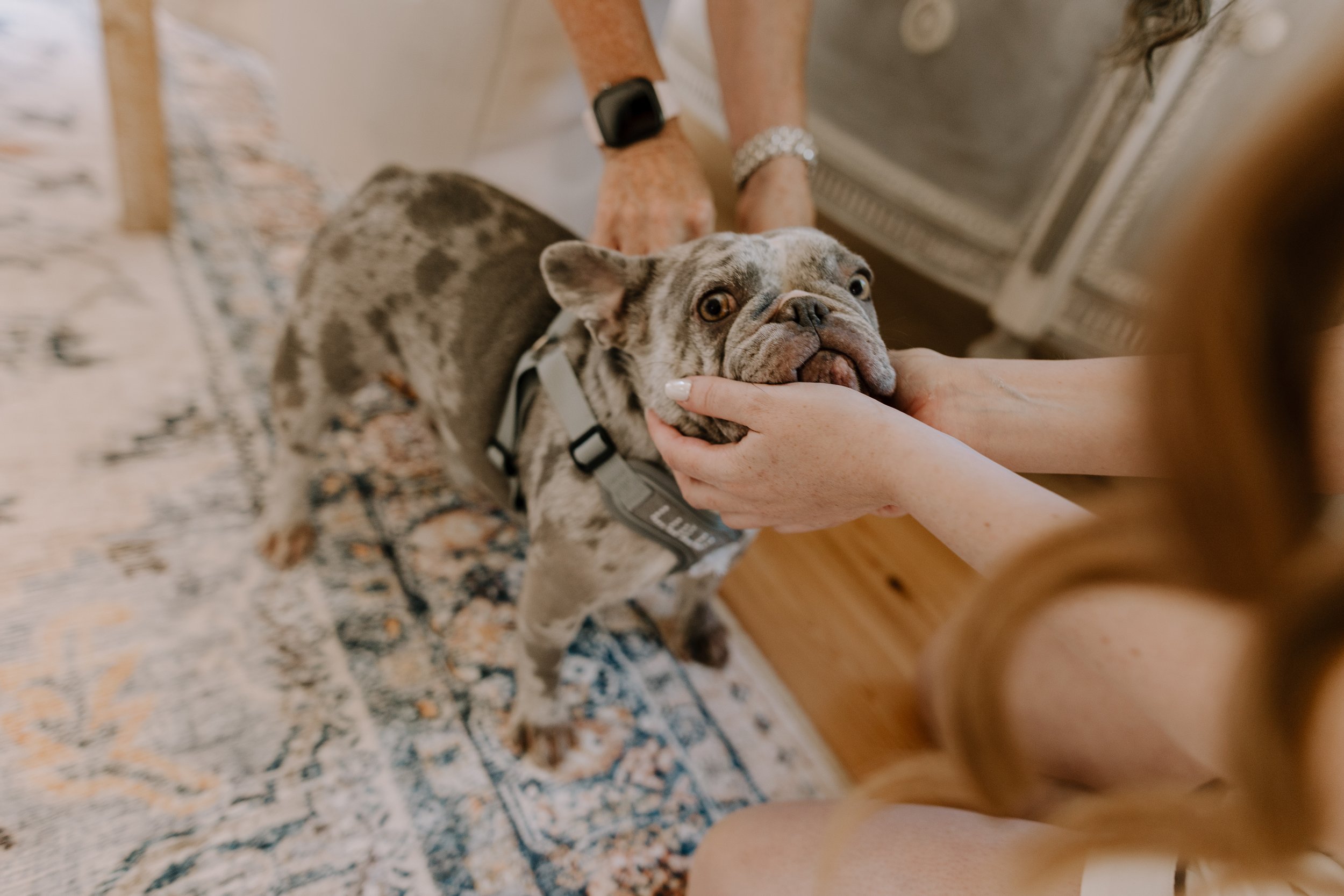 Person holding the head of a brindle French Bulldog, with another person wearing a watch and bracelet visible. The scene takes place indoors on a patterned rug.
