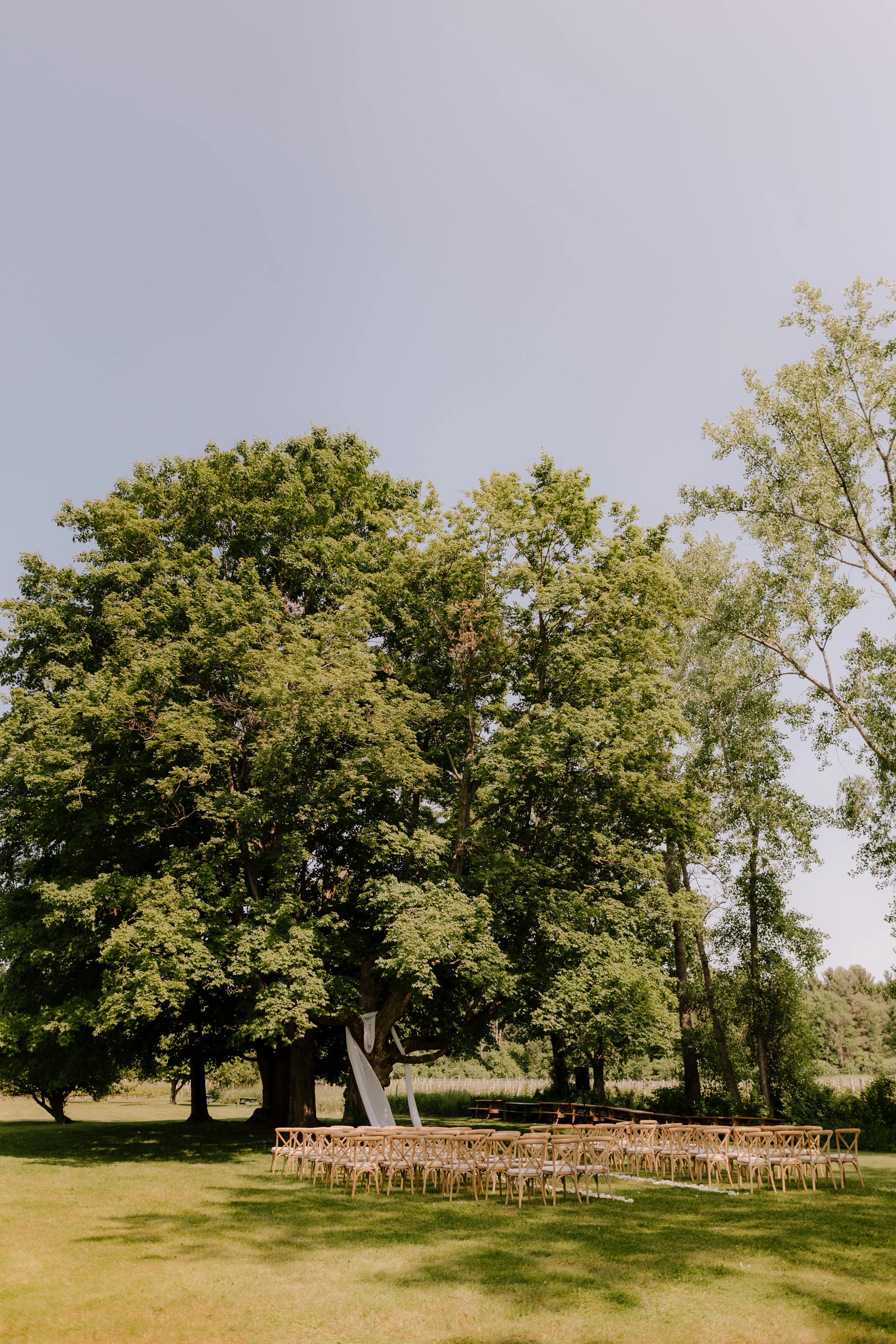 Outdoor wedding setup under a large leafy tree with rows of chairs, a decorated arch, and picnic tables in the background.