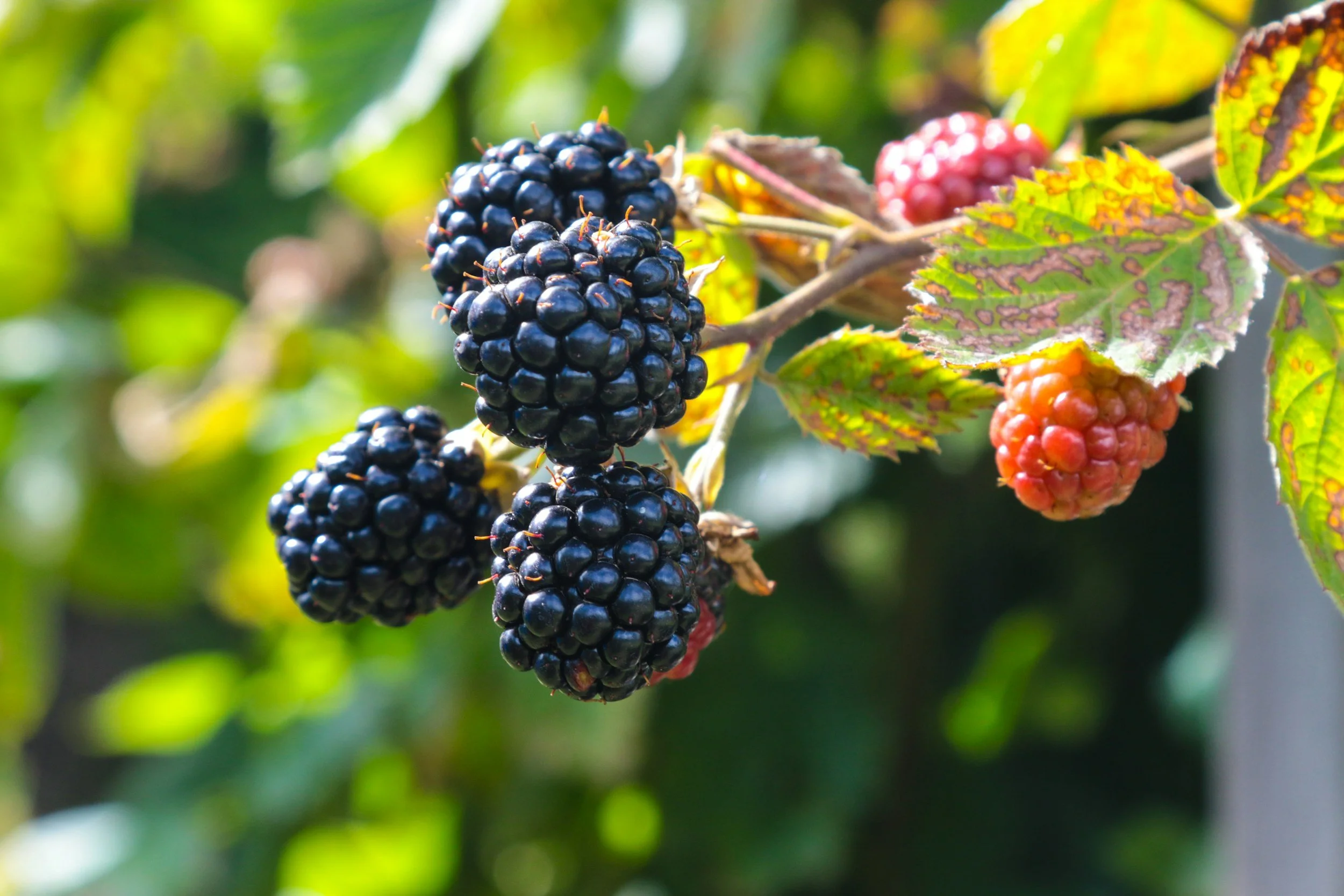 Close-up of ripe blackberries and unripe red and orange berries on a bush with green leaves.