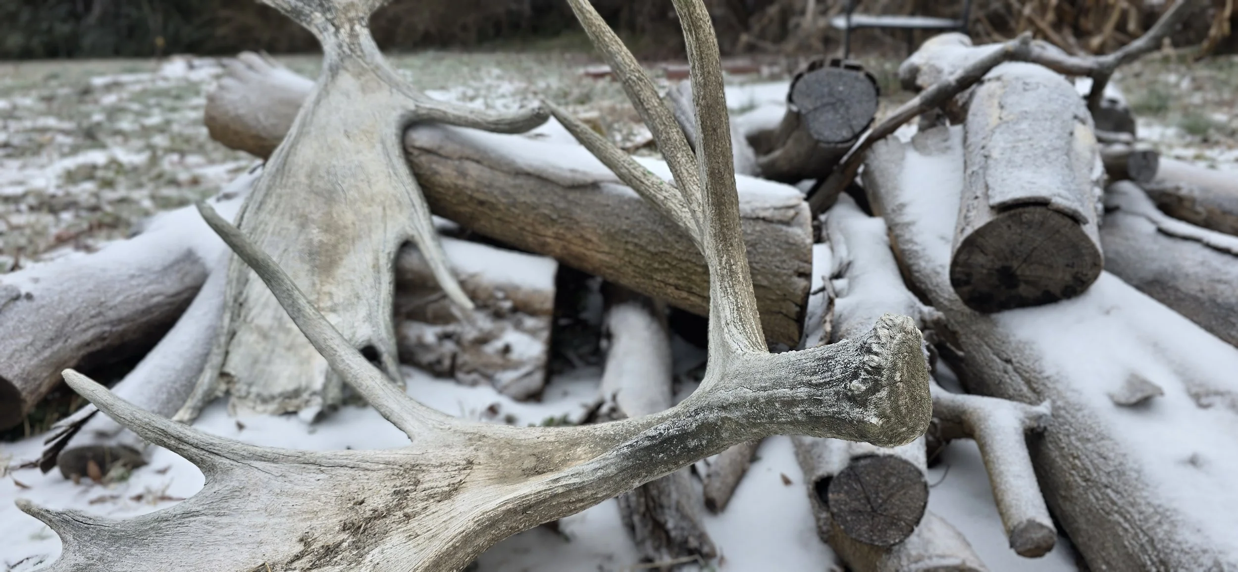 A pile of fallen tree logs and branches covered in light snow, with an antler in the foreground.