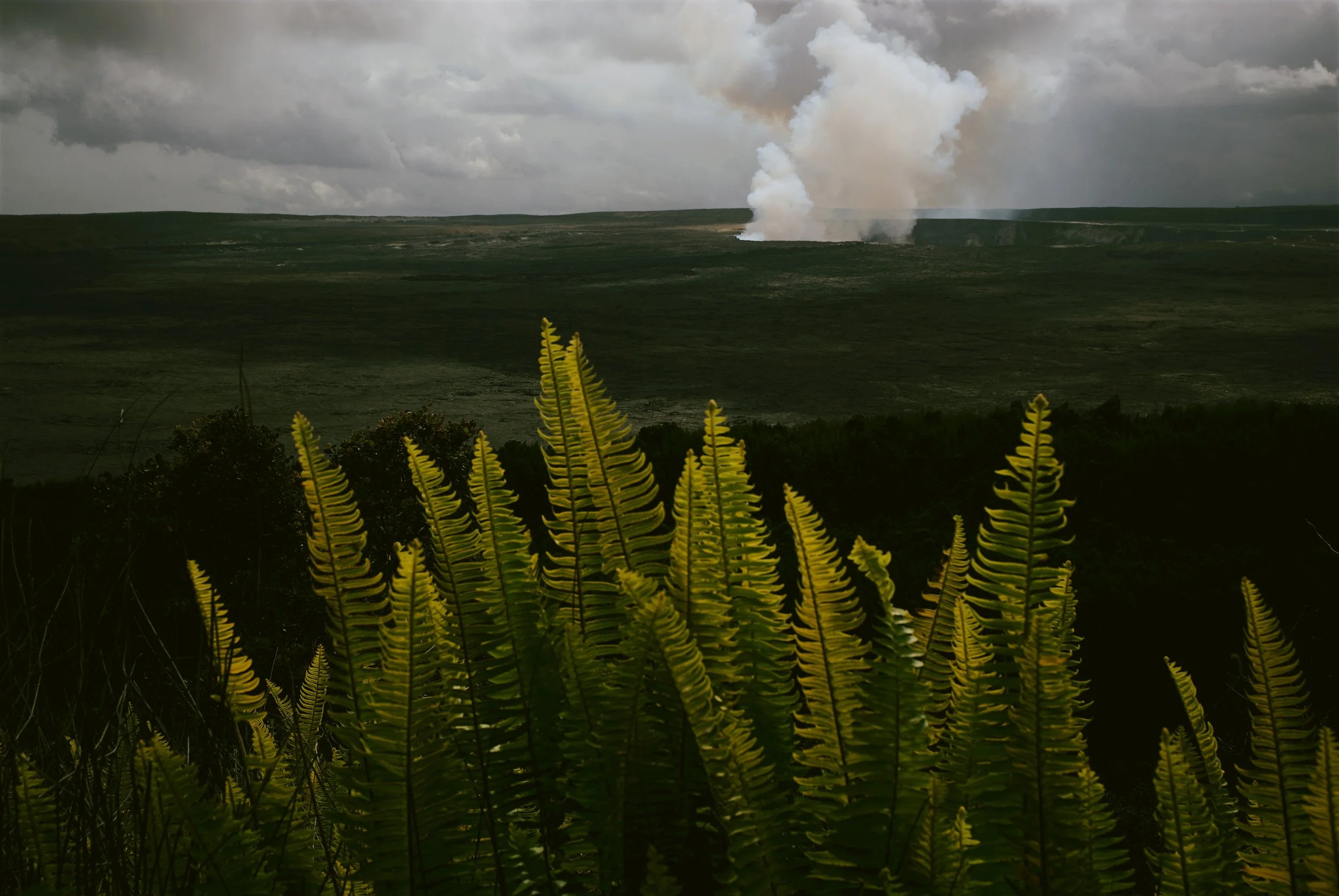 First Signs of Life in Hawaii
