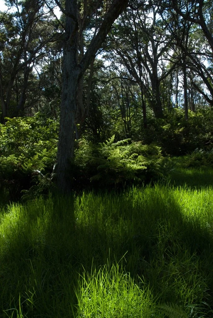 The Hakalau National Wildlife Refuge 