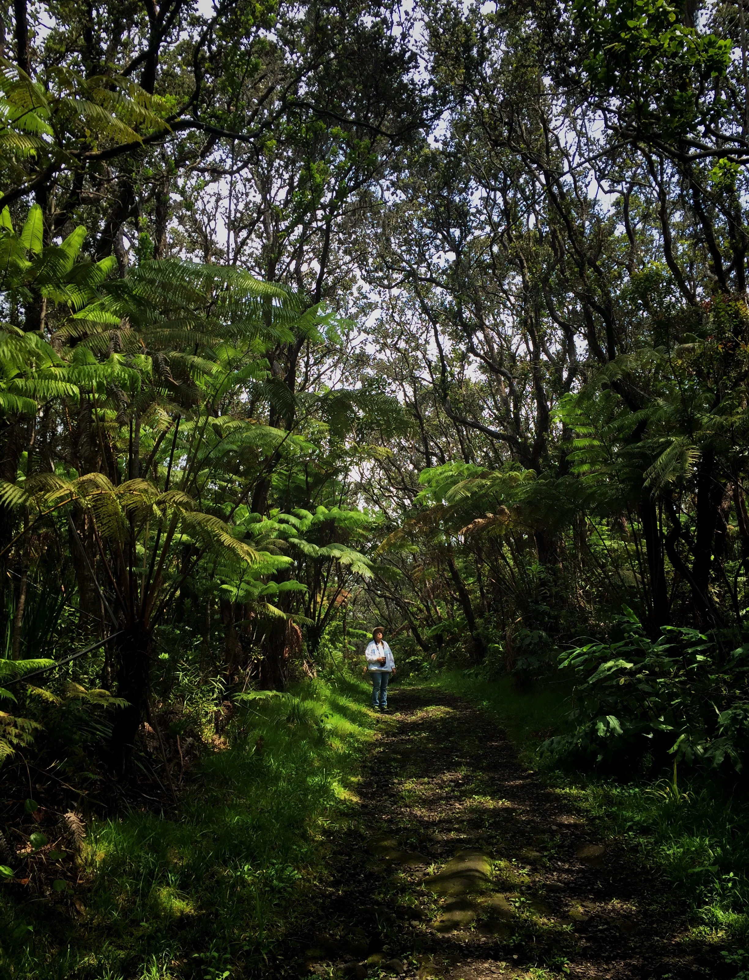 Big Island Birdwatching, Why it’s so special