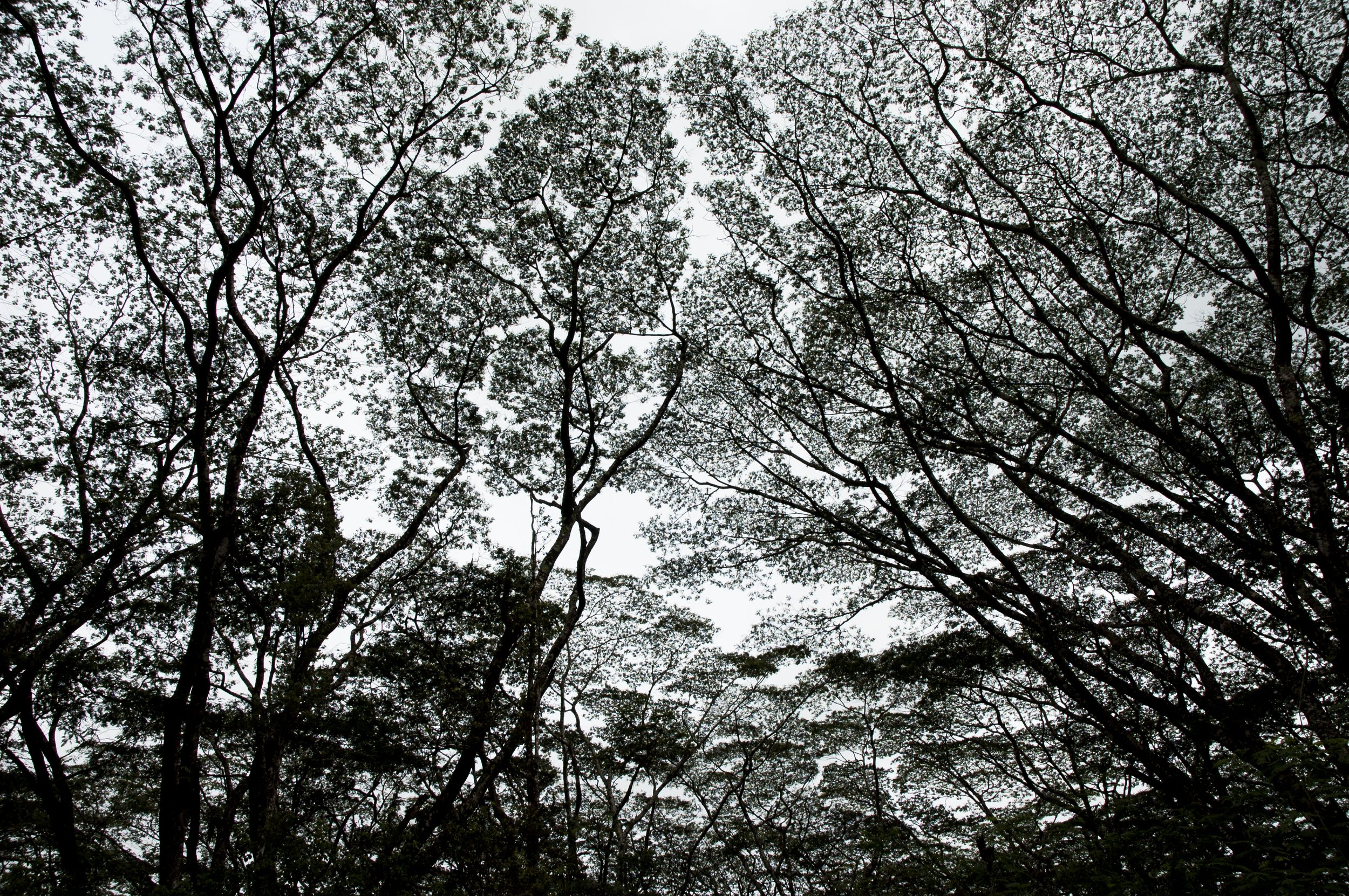 0807_hi_lavatrees_0212.jpeg