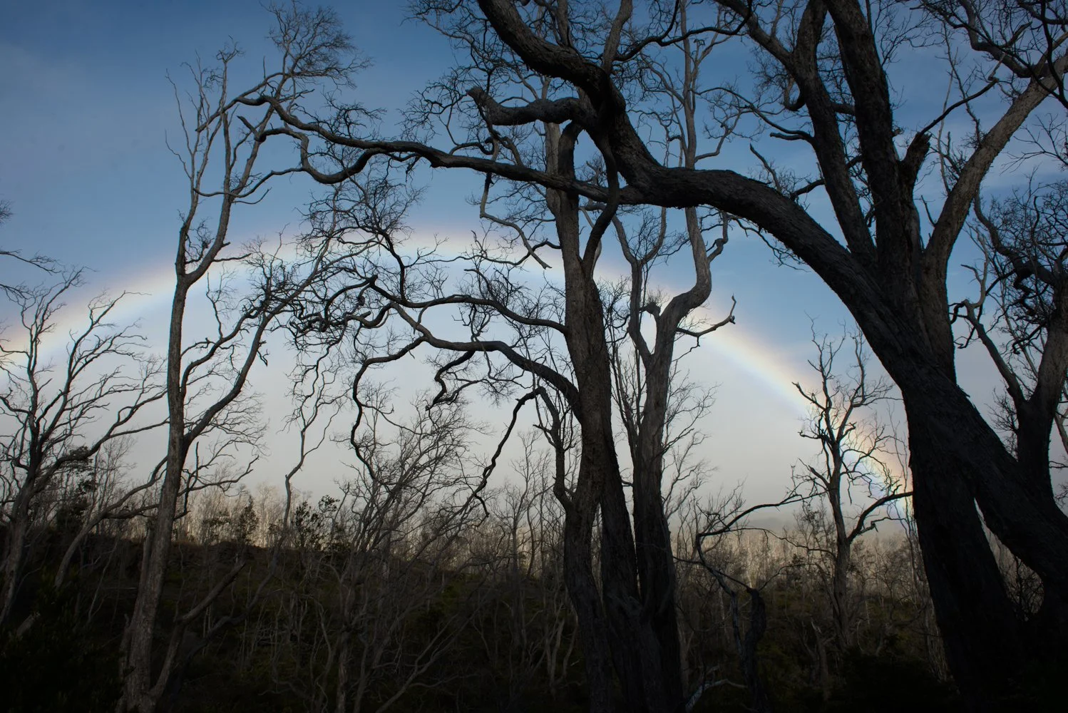 Charred, leafless trees in a forest with a rainbow in a cloudy sky.