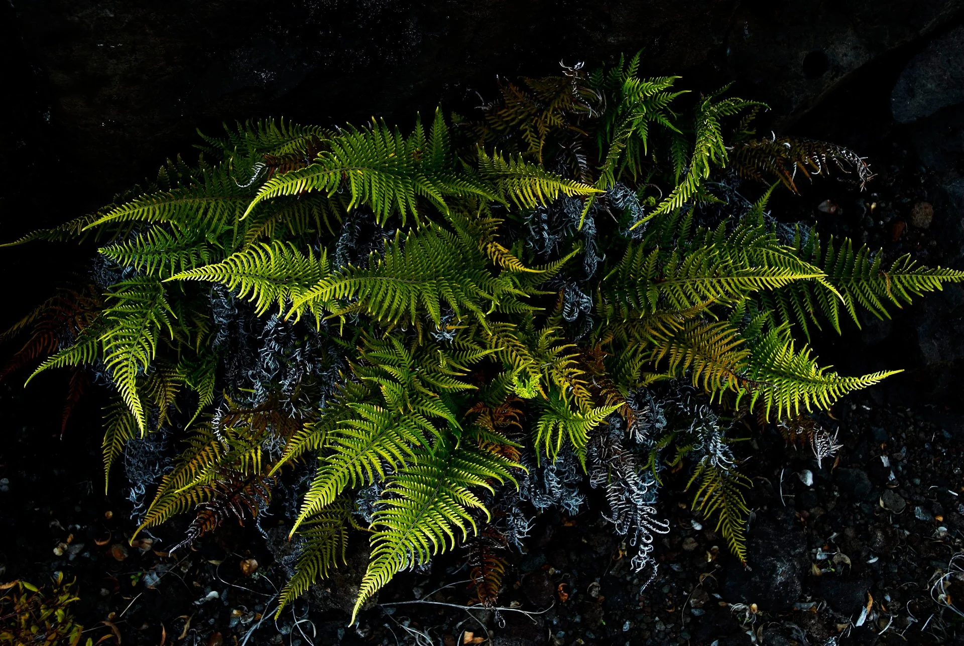 hawaii_ferns_in_lava.jpeg