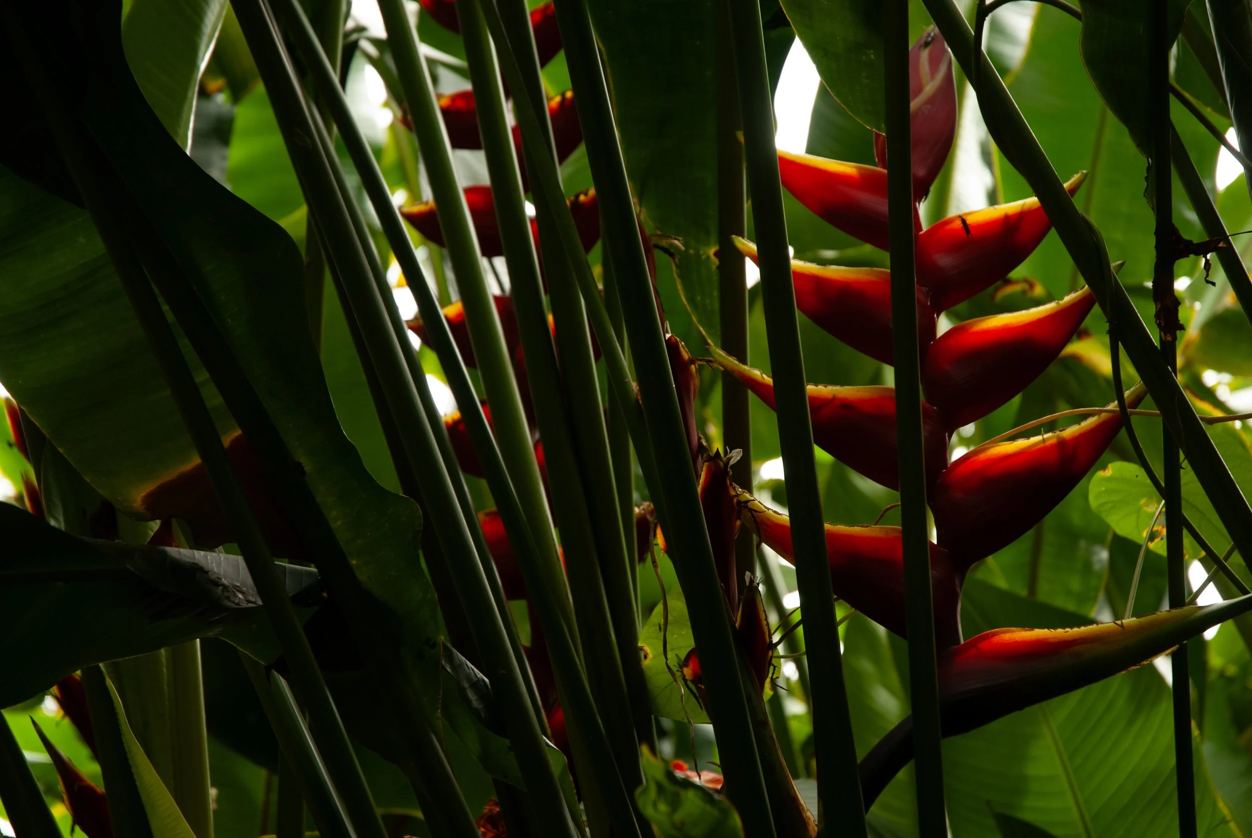 1010_hawaii_hamakua_rainforest__798.jpeg