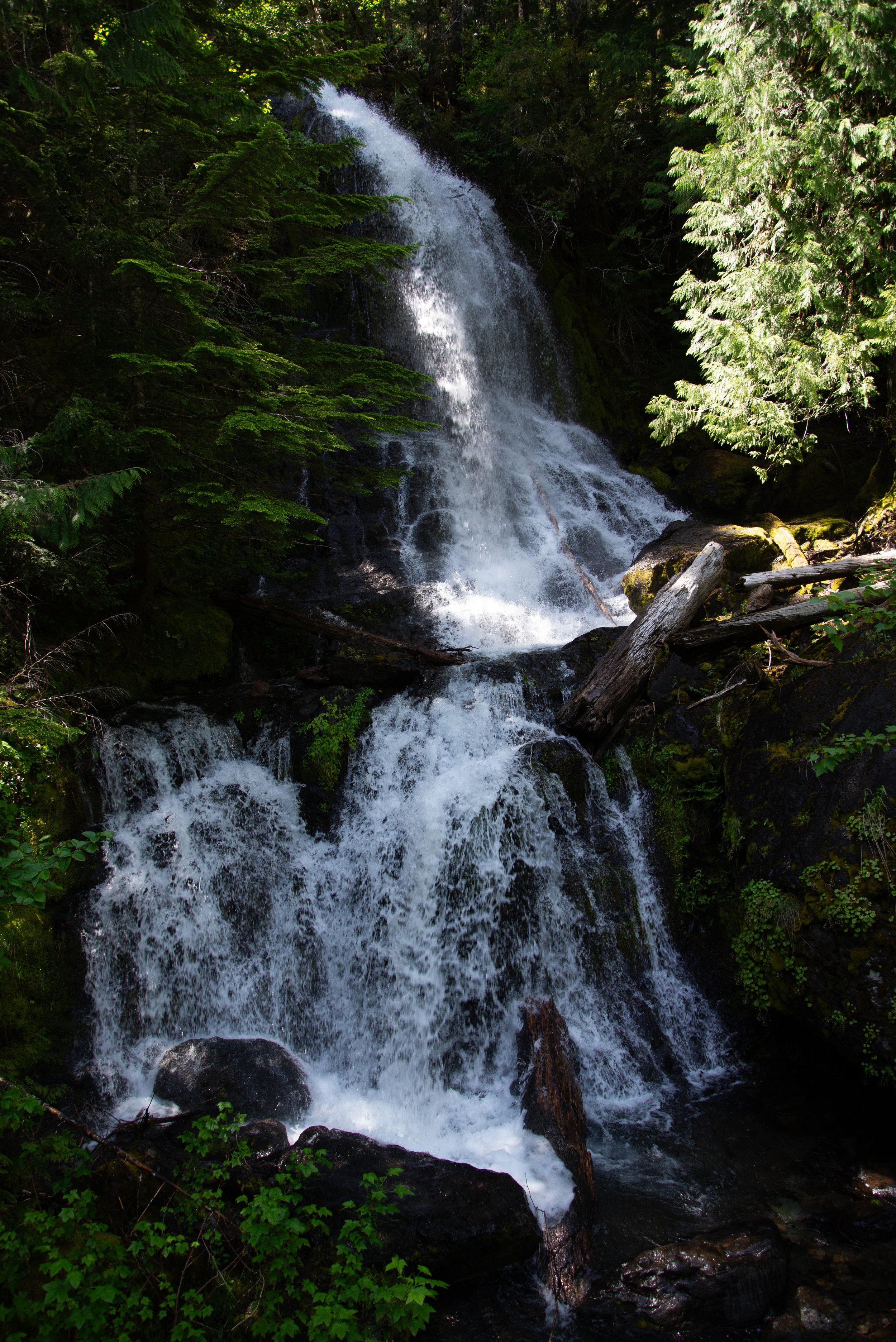 Through the Lens of Nature: A Look at Springtime Around Mt. Rainier 