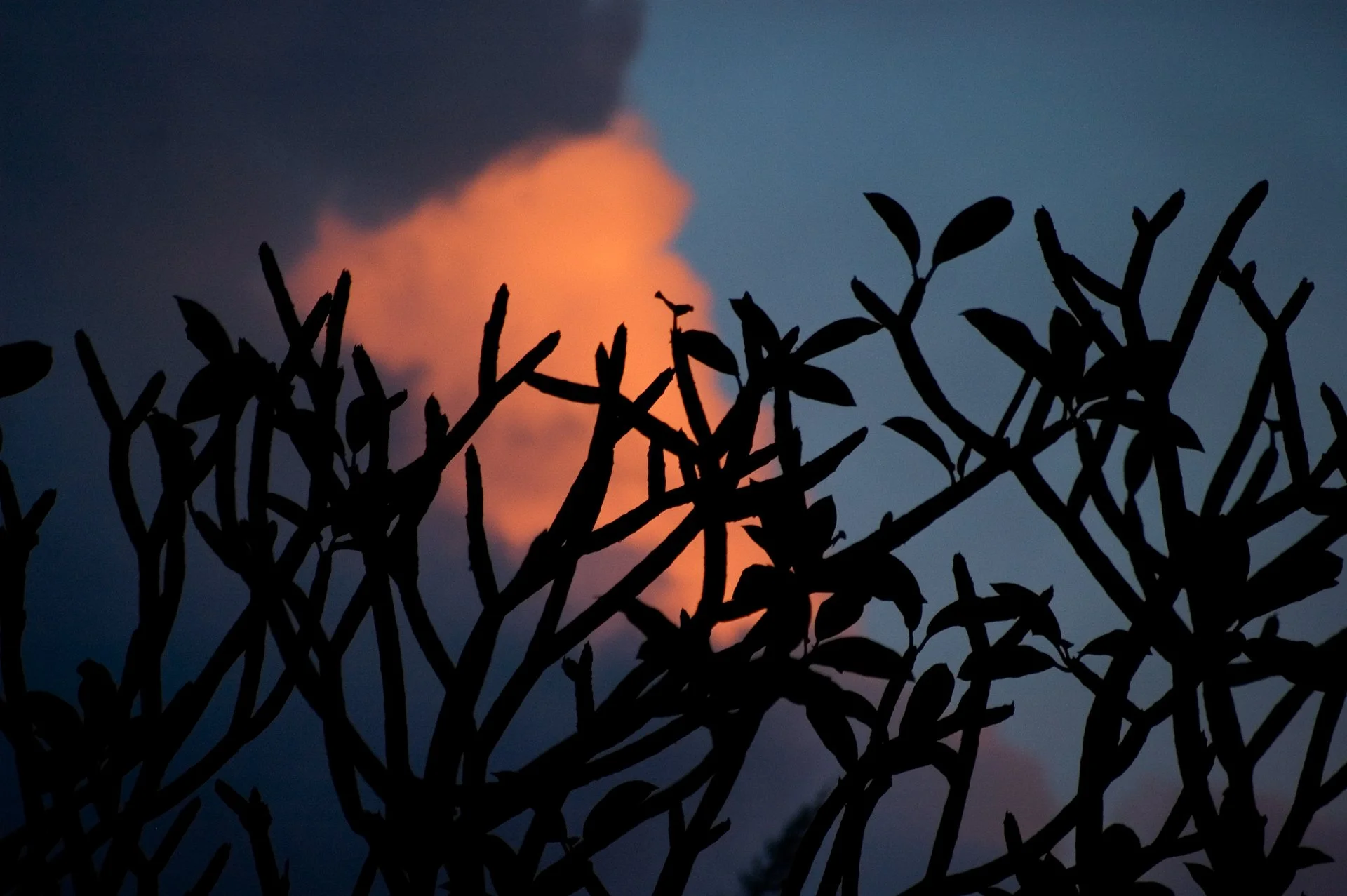 hawaii_plumeria_tree_cloud.jpeg