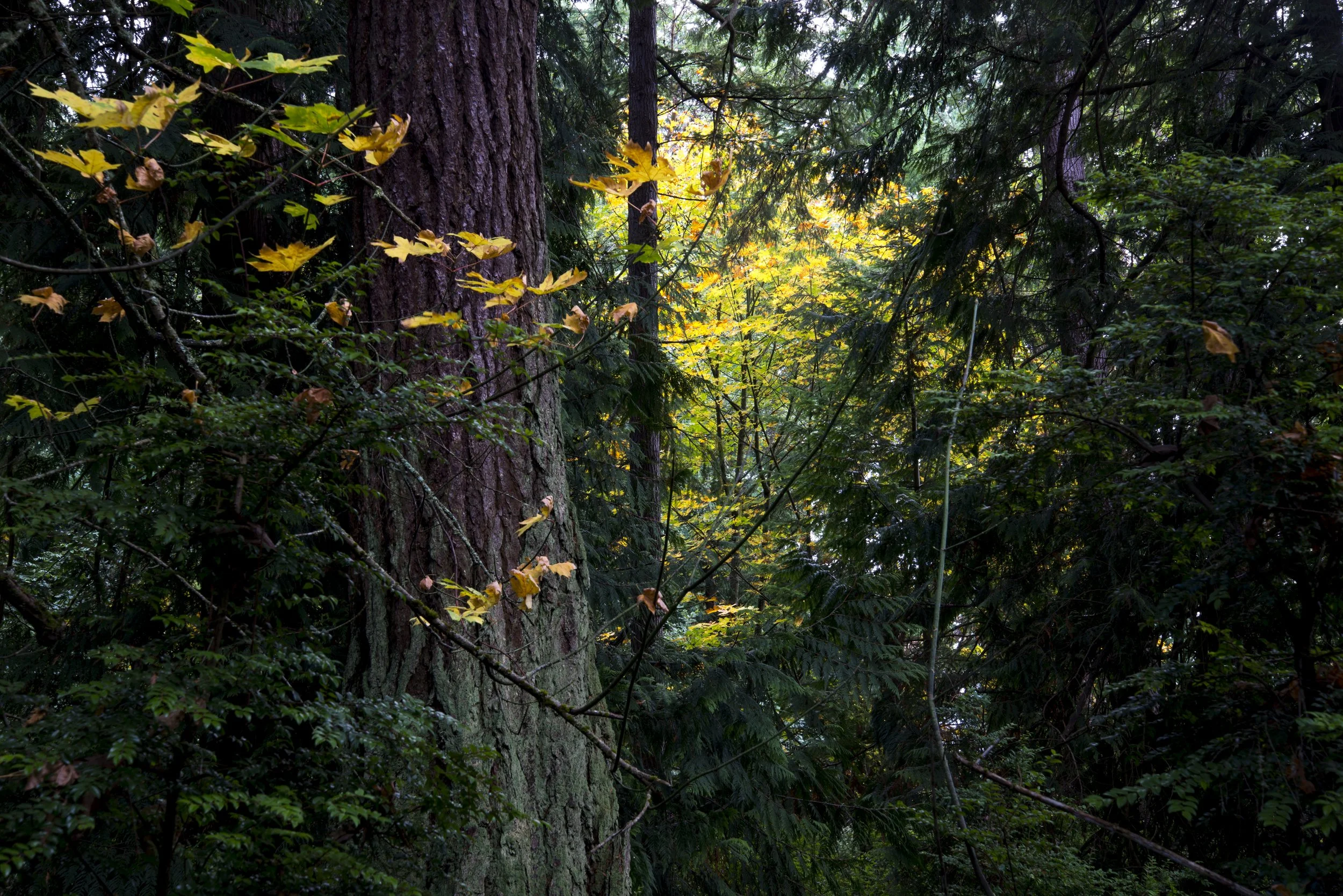 A dense forest scene with tall trees and green foliage, some leaves showing fall colors, sunlight filtering through the canopy.