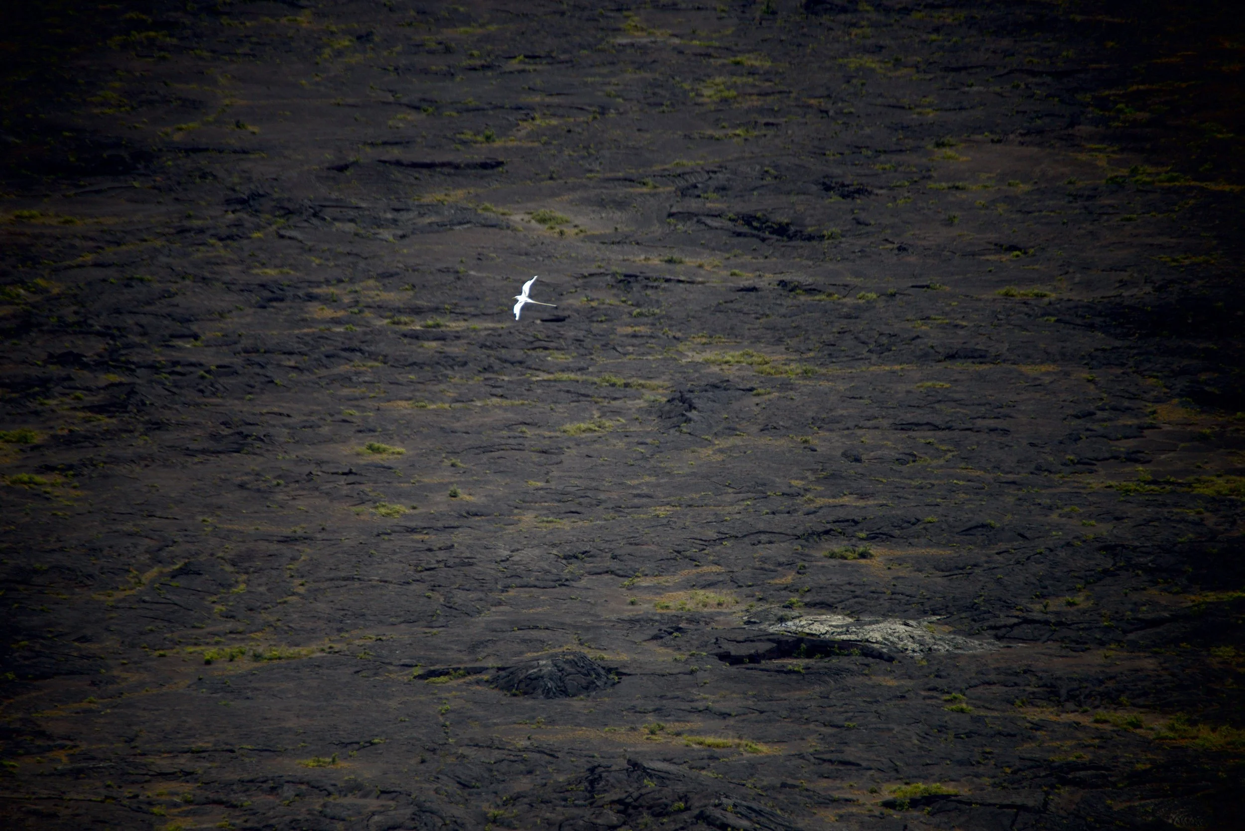 Are There Birds that Nest Inside an Active Volcano?