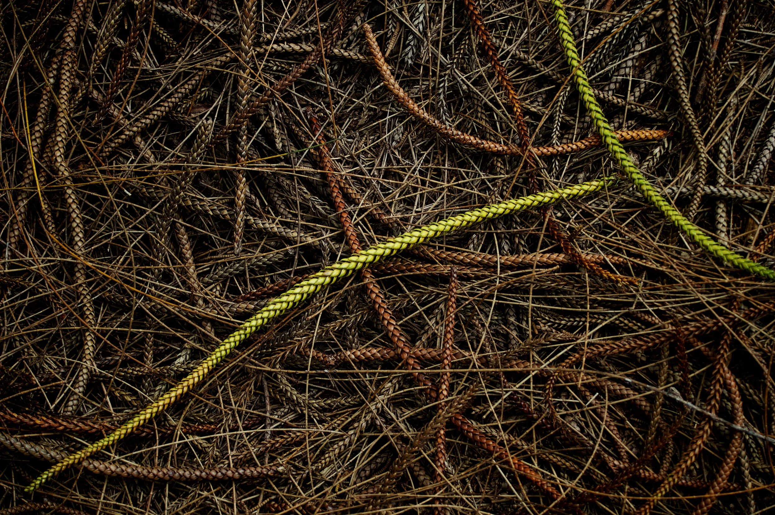 A pile of brown, tan, and green Cook Pine needles with a few pieces of yellow and orange straw mixed in.