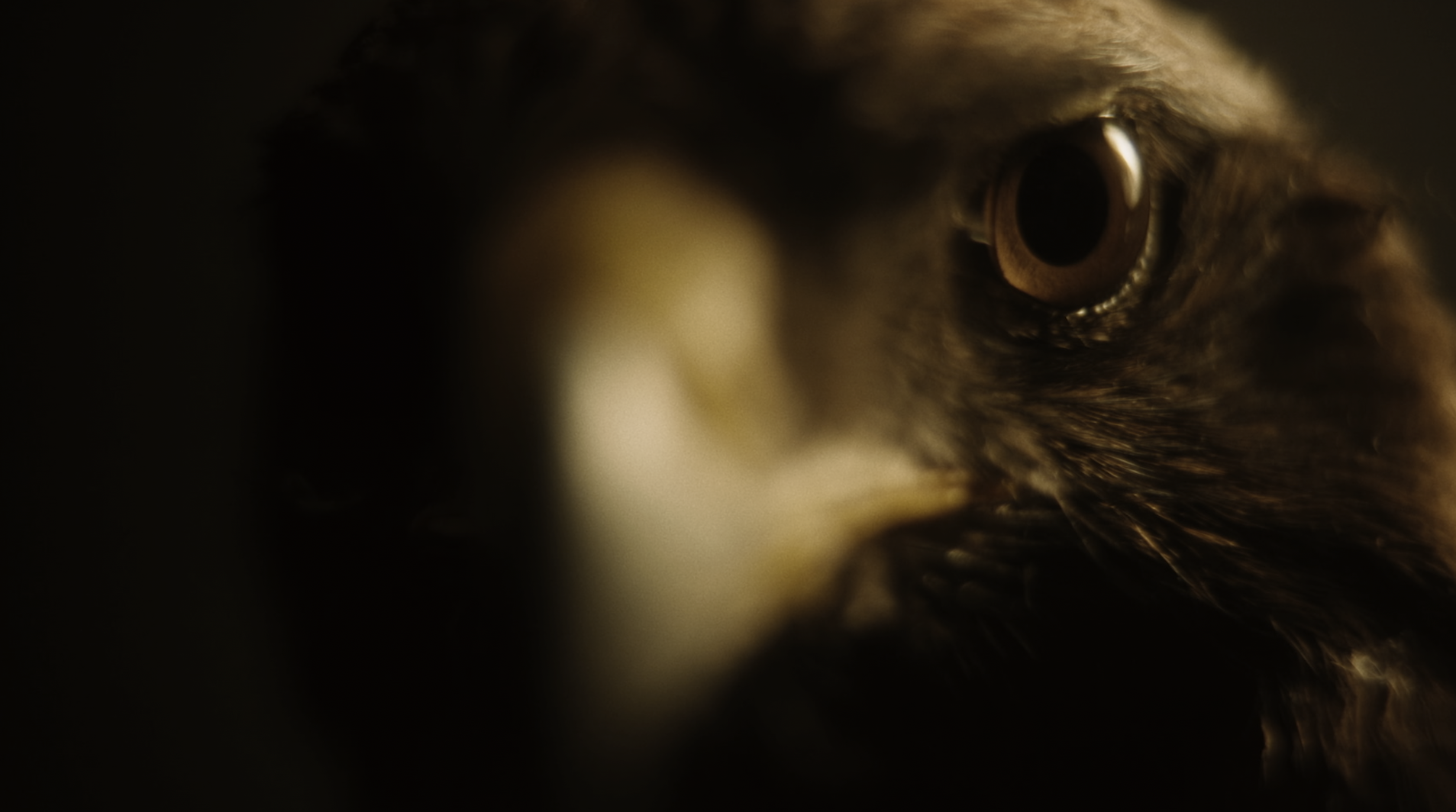 HBO ALL THAT BREATHES