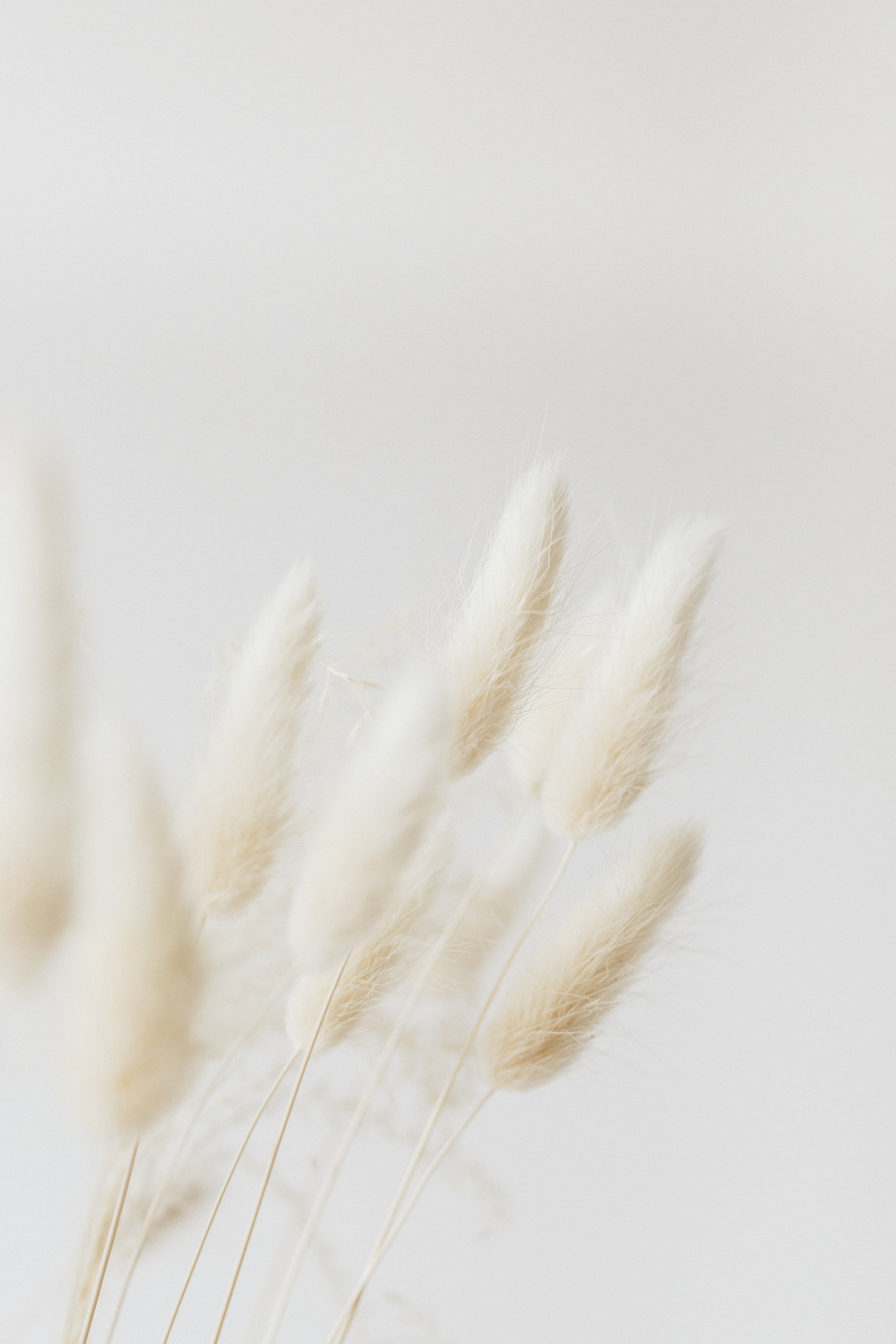 Delicate beige pampas grass against a soft, light gray background.