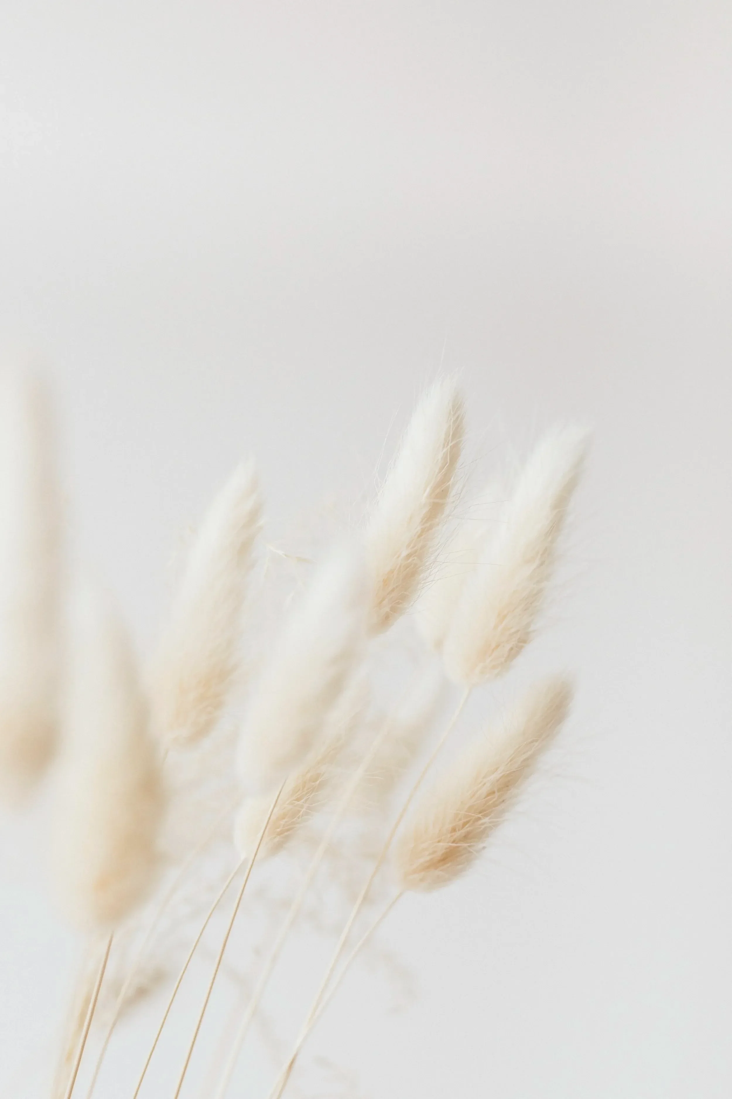 Soft beige pampas grass against a light, neutral background. The fluffy plumes create a serene and minimalistic feel, evoking calmness and simplicity.