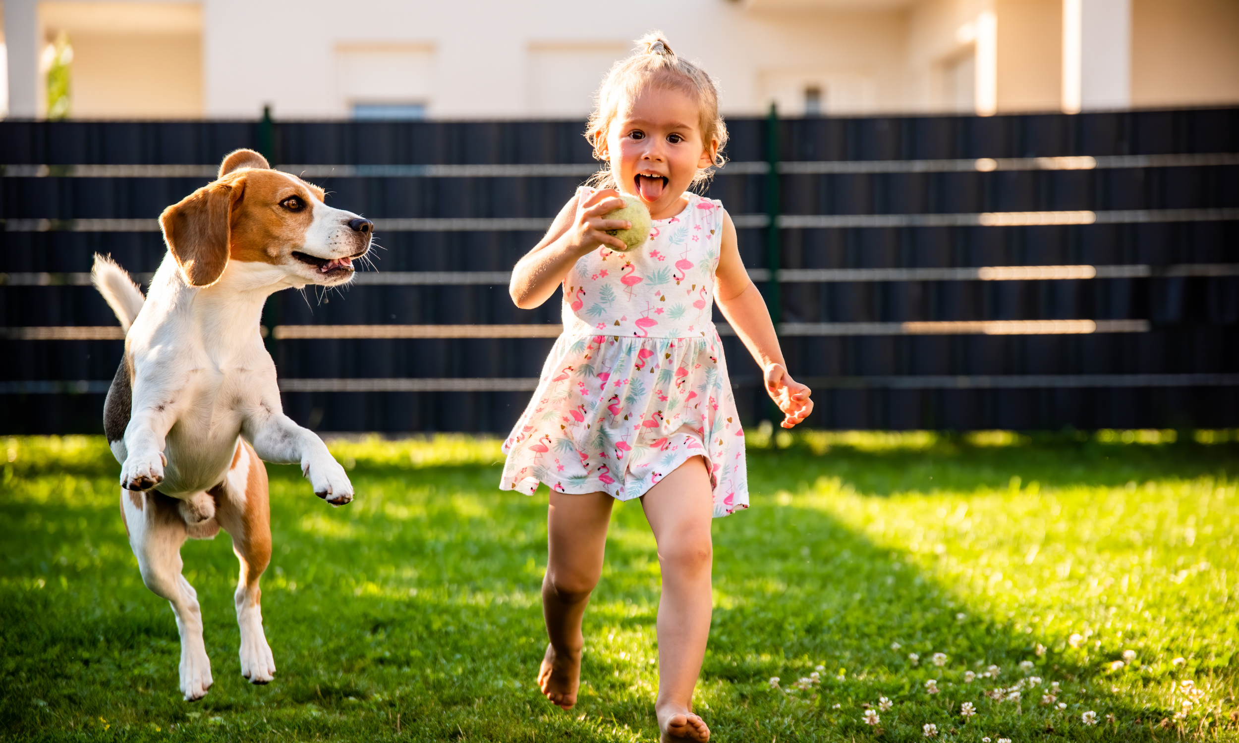 Young girl running barefoot on grass holding a tennis ball with a happy dog chasing after her in a backyard.