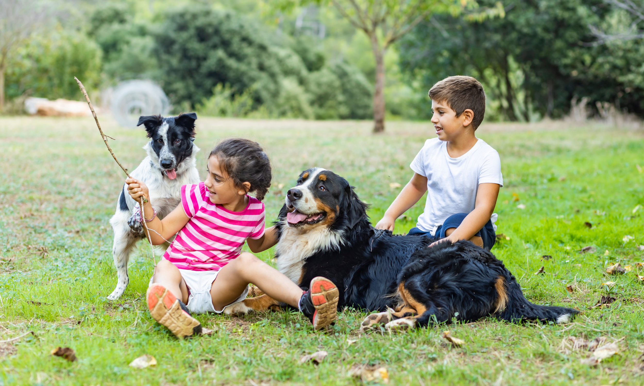Two children and two dogs sitting on grass in a park, with trees in the background. The girl in a pink striped shirt holds a stick and interacts with a black and white dog. A black, white, and tan dog lies on the grass next to a boy in a white shirt.