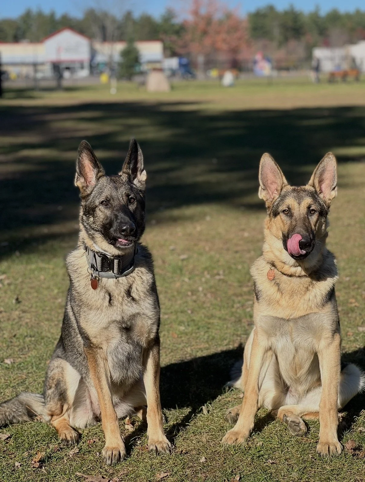 Two young dogs sitting on grass in a park, with one licking its nose and the other looking forward, in the daytime.