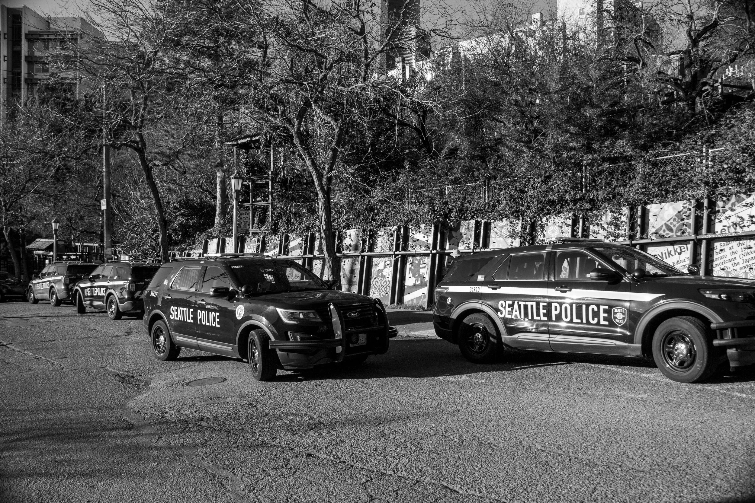 Black and white photo of multiple Seattle police cars parked along a street with trees and a fence in the background.