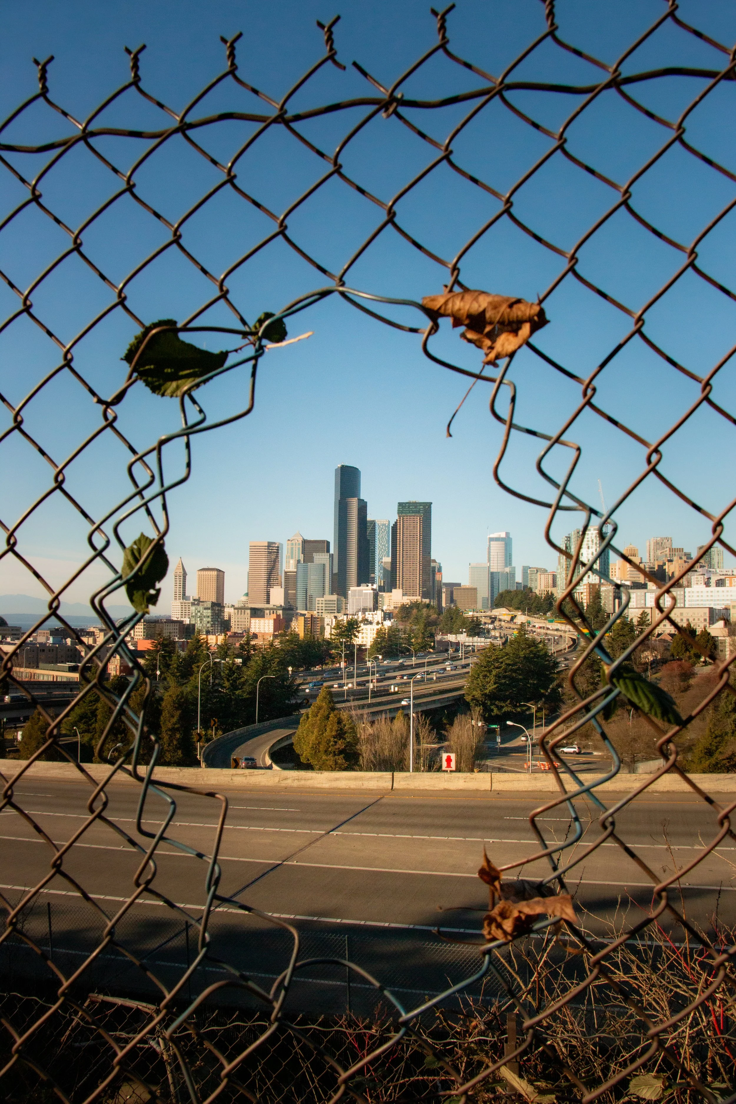 View of a city skyline through a chain-link fence with some dried leaves and twigs caught in the fencing, under a clear blue sky.