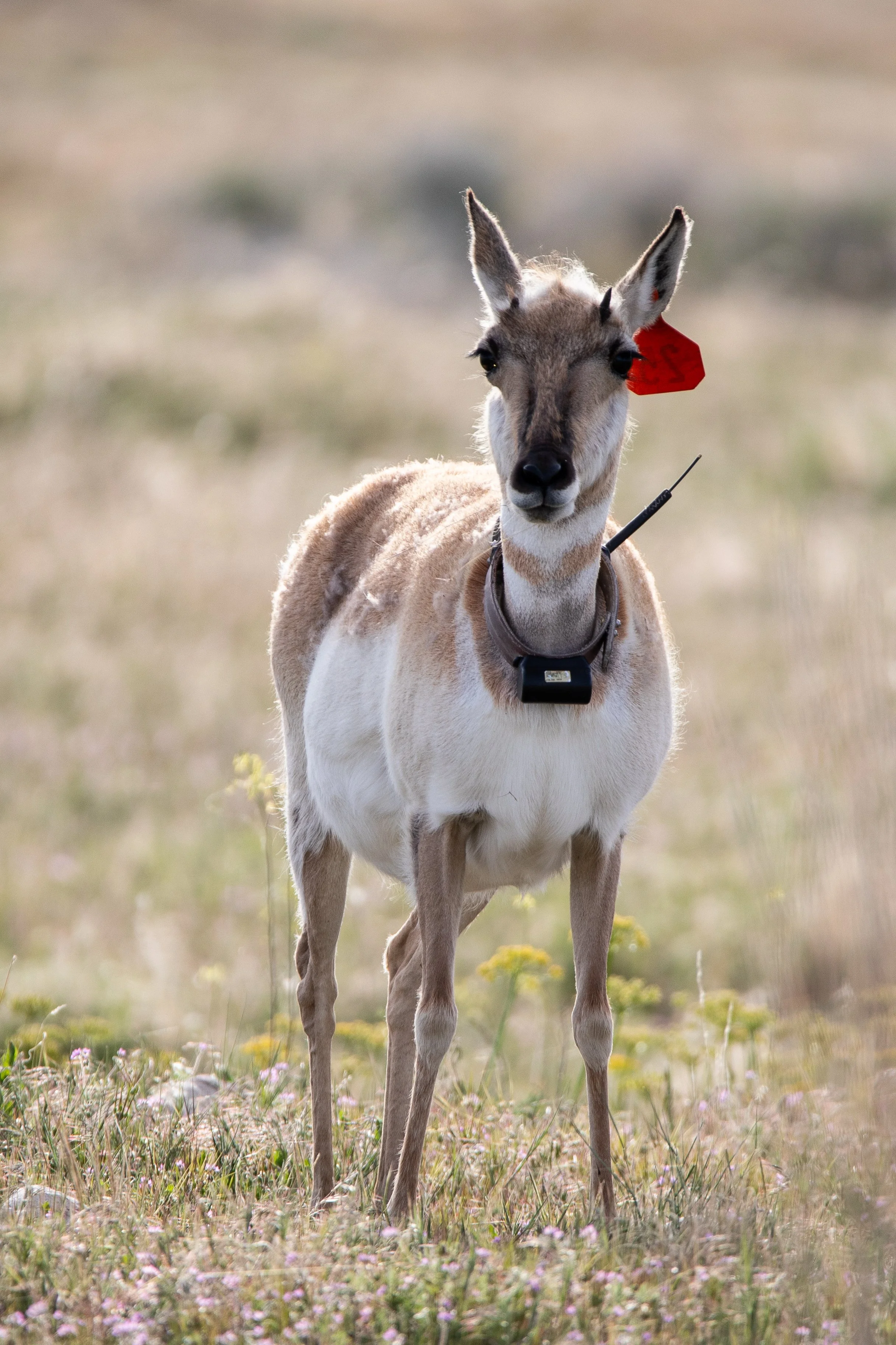 Photography By Kayla Calobeer | Haderlie Designs