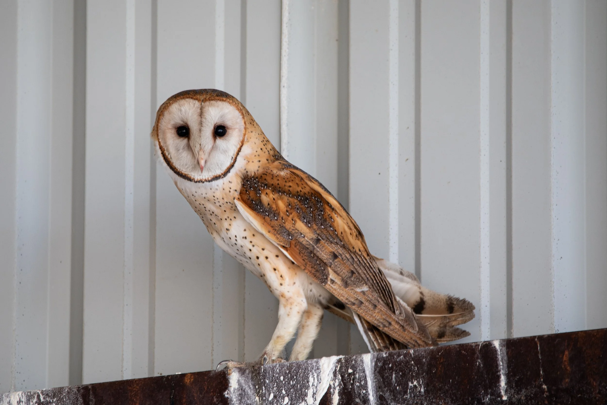 Photography By Kayla Calobeer | Haderlie Designs