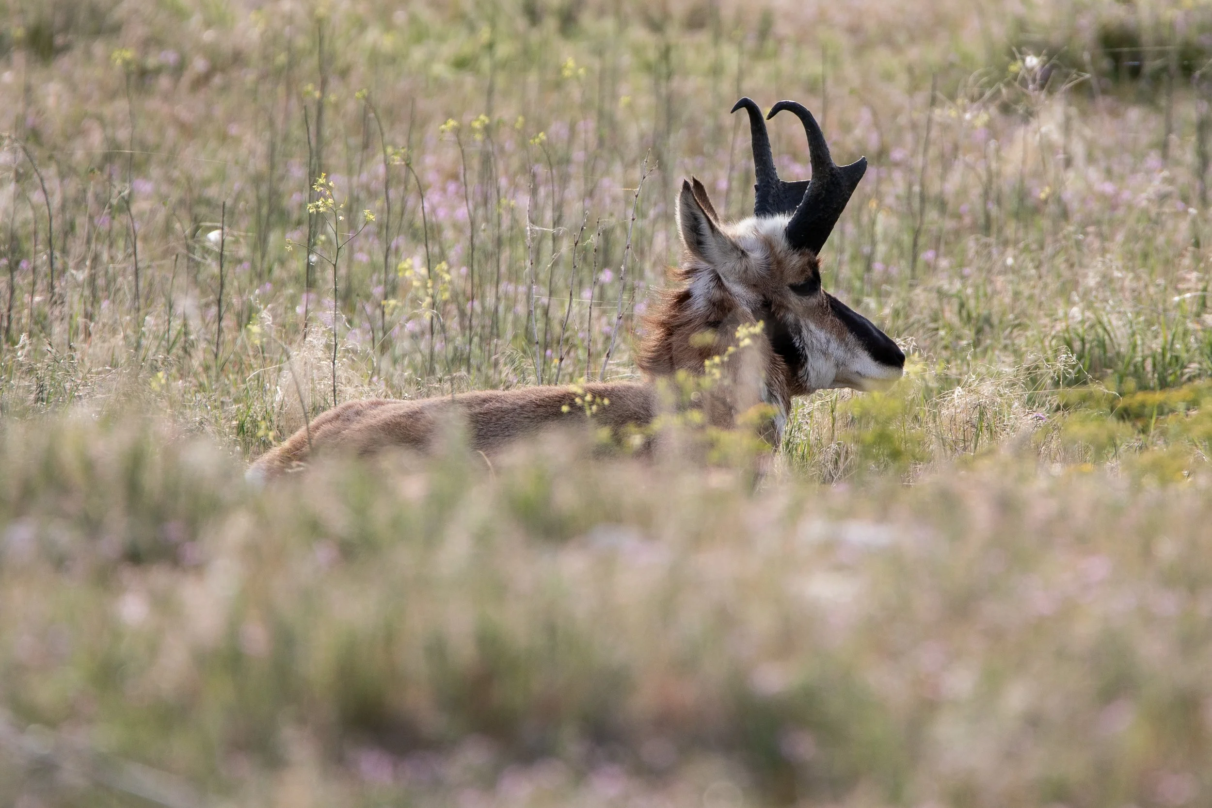 Photography By Kayla Calobeer | Haderlie Designs