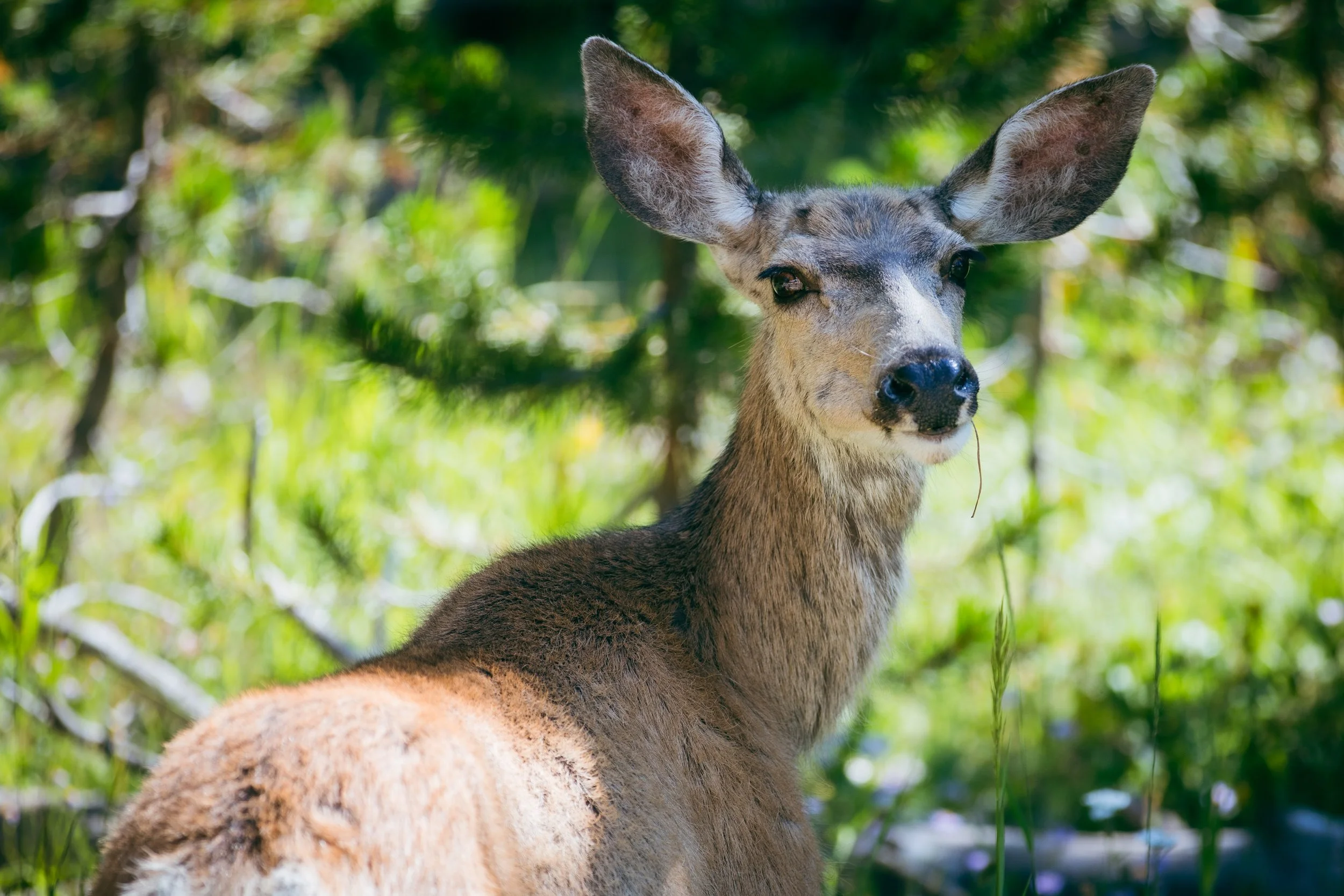 Photography By Kayla Calobeer | Haderlie Designs