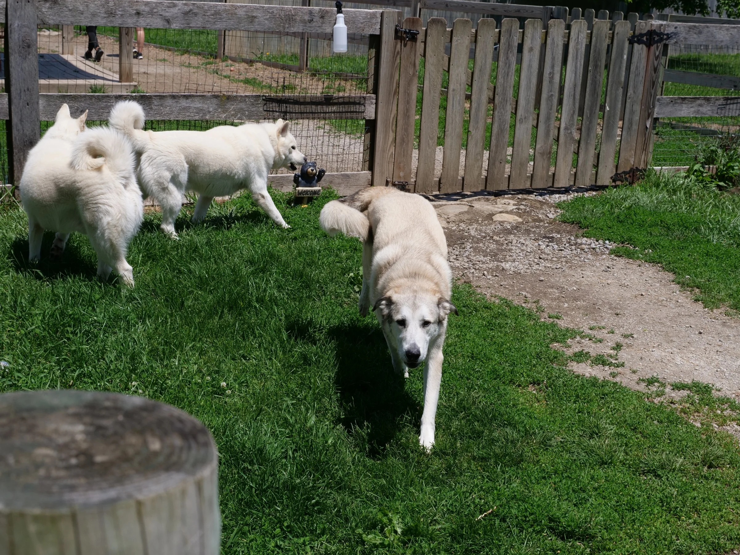 Dogs waiting to play in the holding area