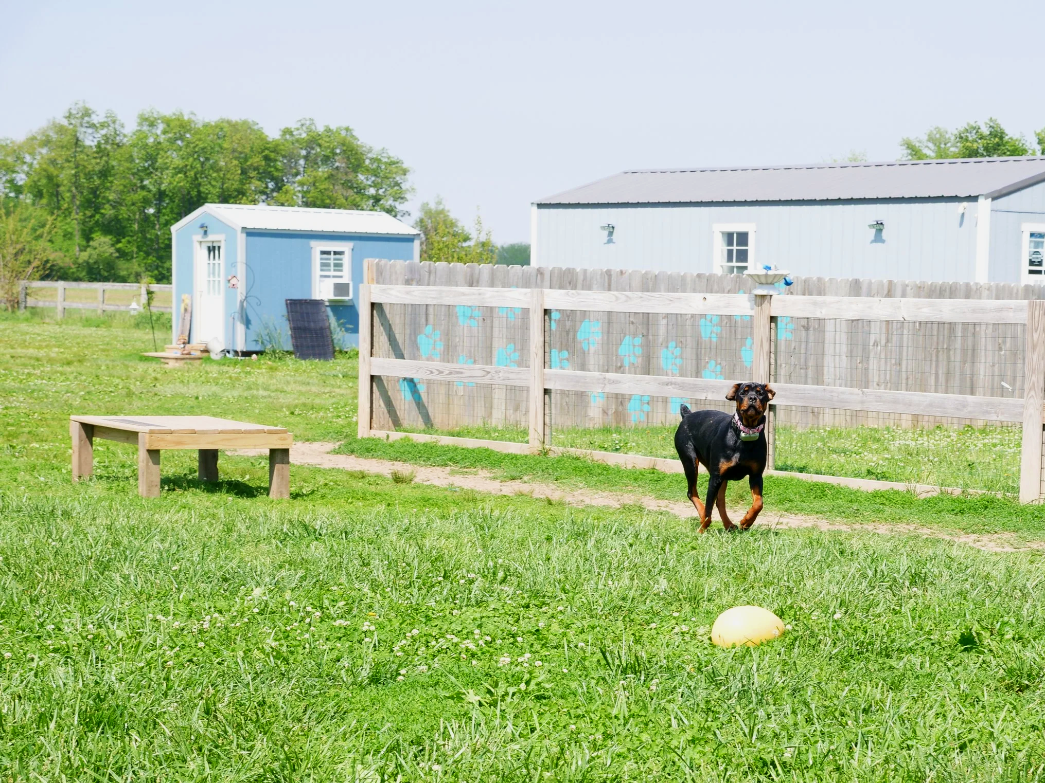 Bella playing at HALO K9.
