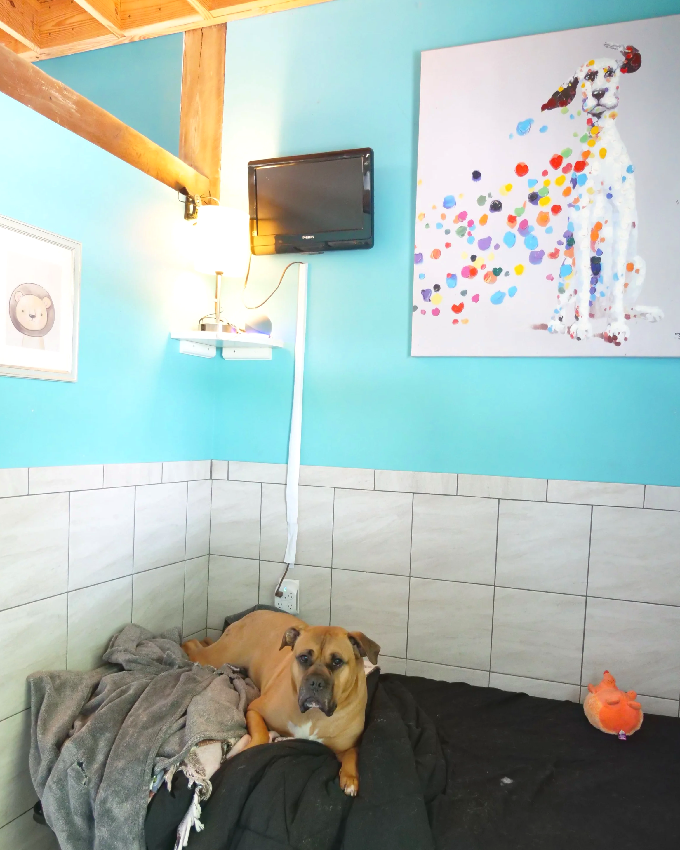 Bo inside an overnight dog kennel at HALO K9