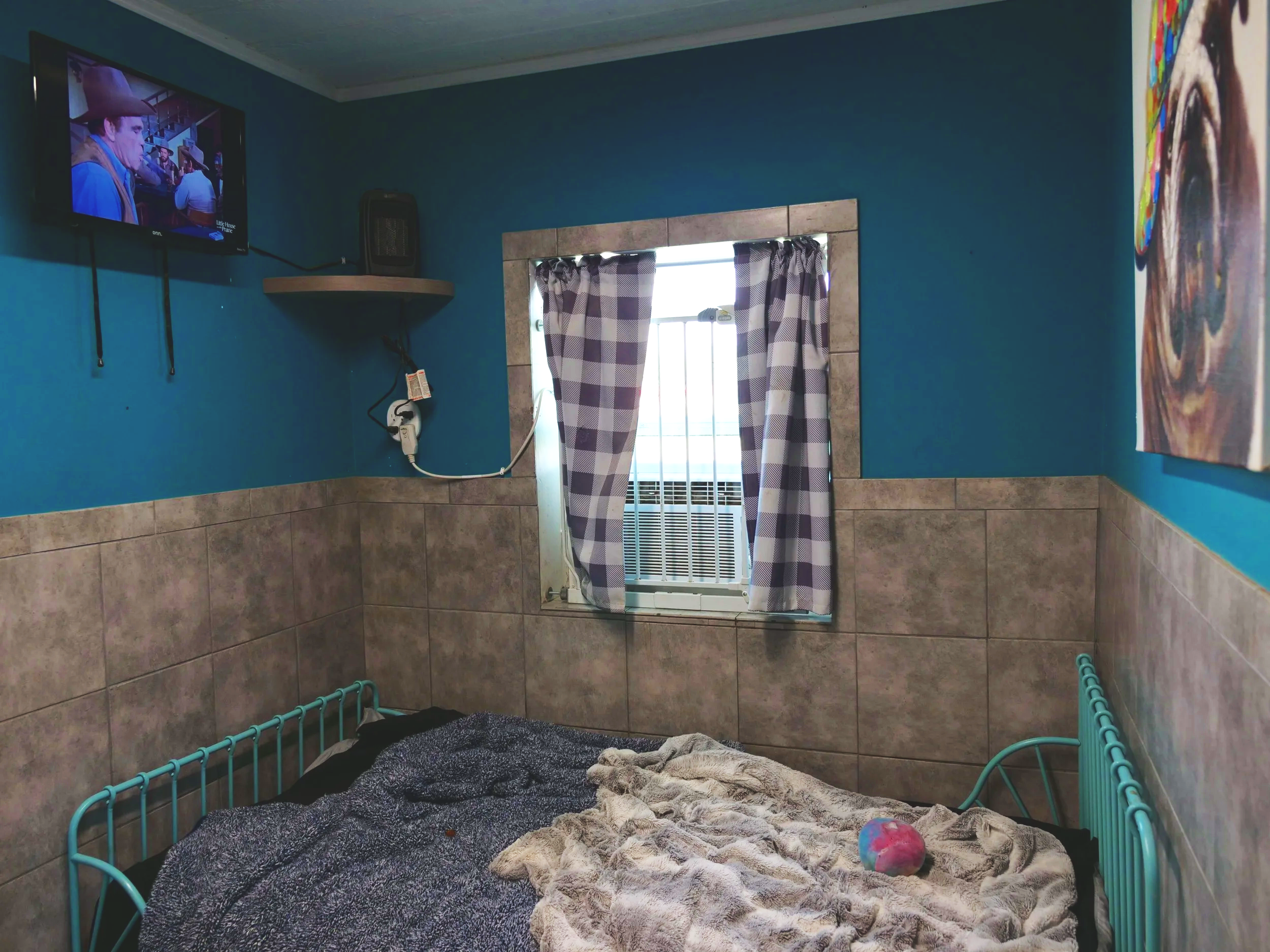 An overnight kennel at HALO K9 with a TV and twin sized bed