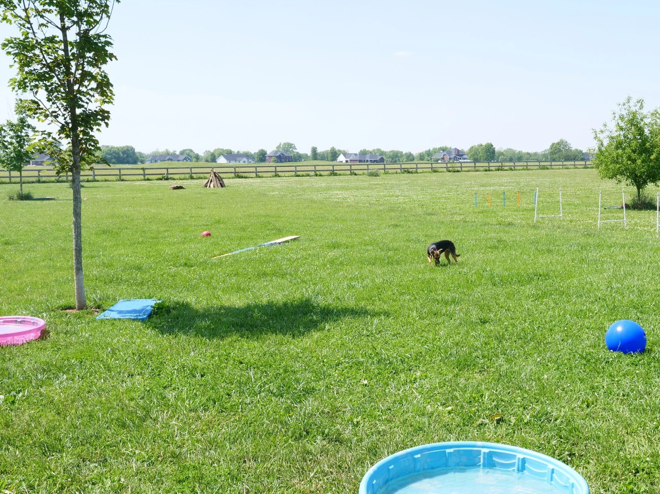 Pools and toys on a hot day at HALO K9
