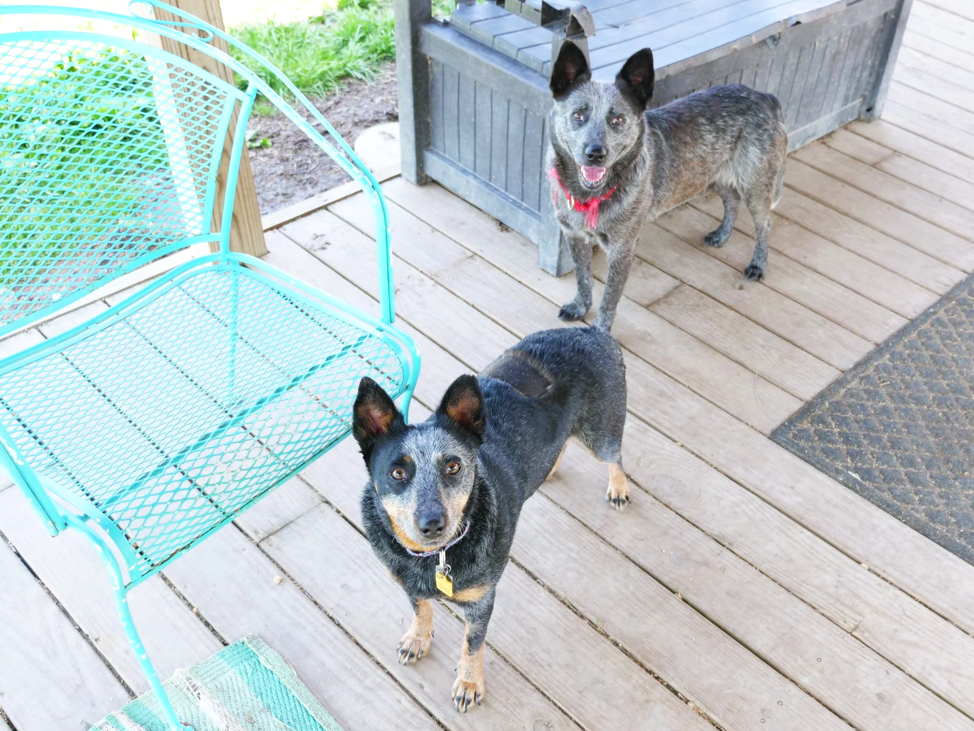 Maisie and Zac the cattle dogs under HALO's pavilion 