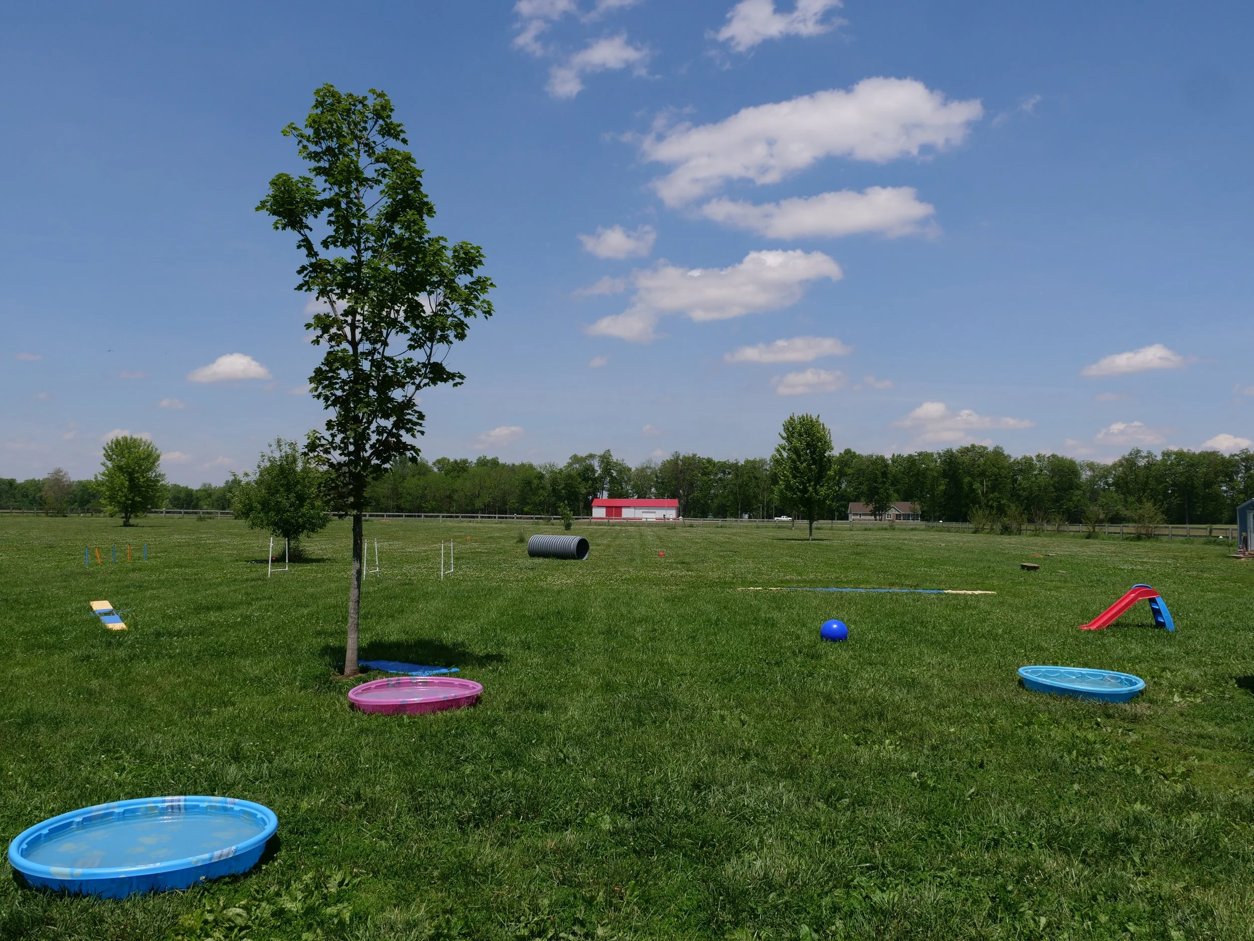 A beautiful day to play at HALO K9.