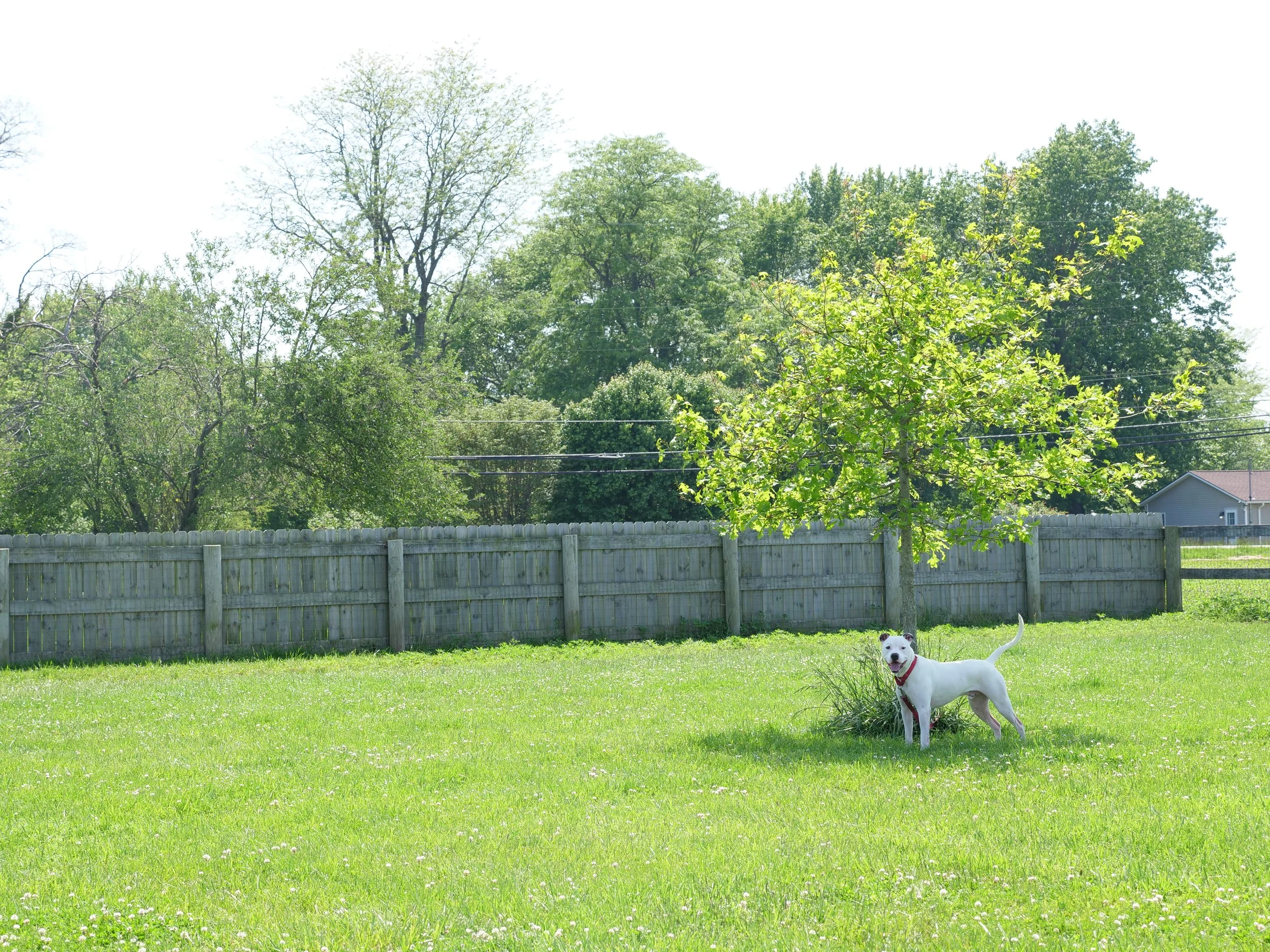 A white dog enjoying the shade under a tree on the HALO K9 Behavior property